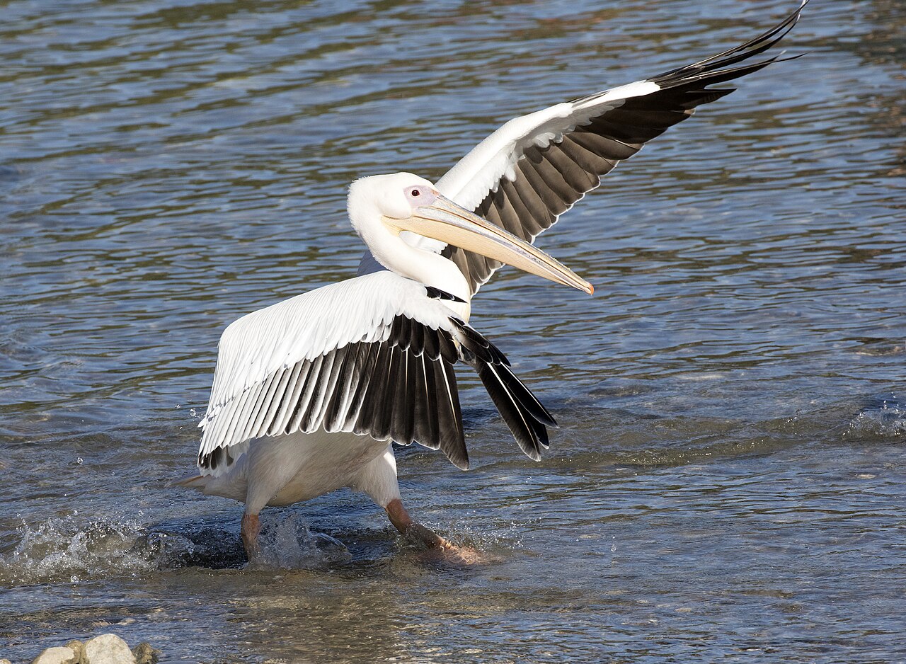 Pélican blanc (Pelecanus onocrotalus) en photographie