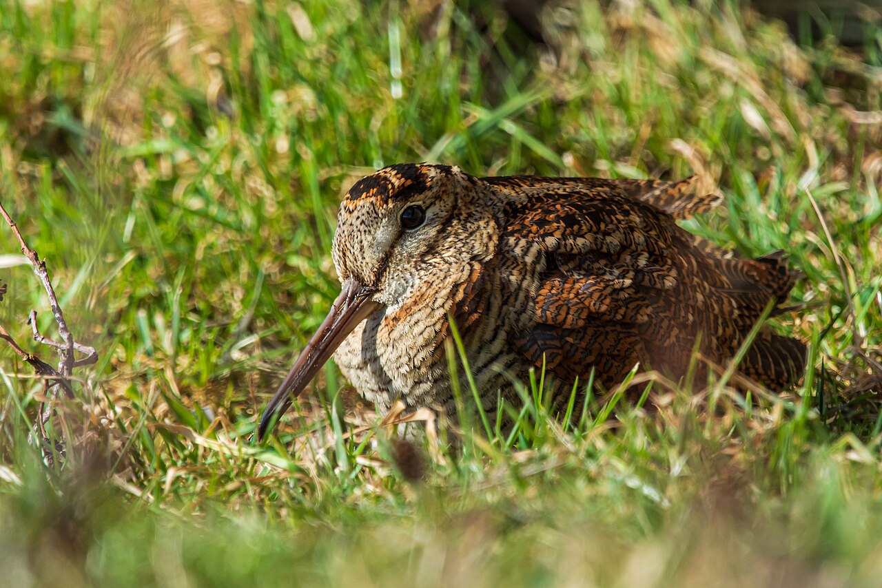 Bécasse des bois (Scolopax rusticola) en photographie