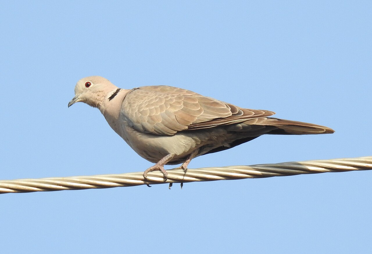 Tourterelle turque (Streptopelia decaocto) en photographie