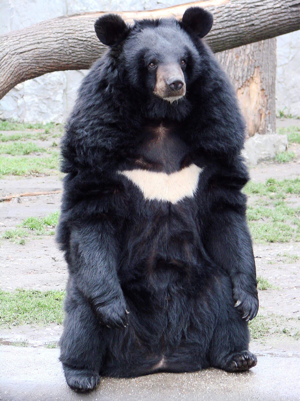 Ours à collier (Ursus thibetanus) en photographie