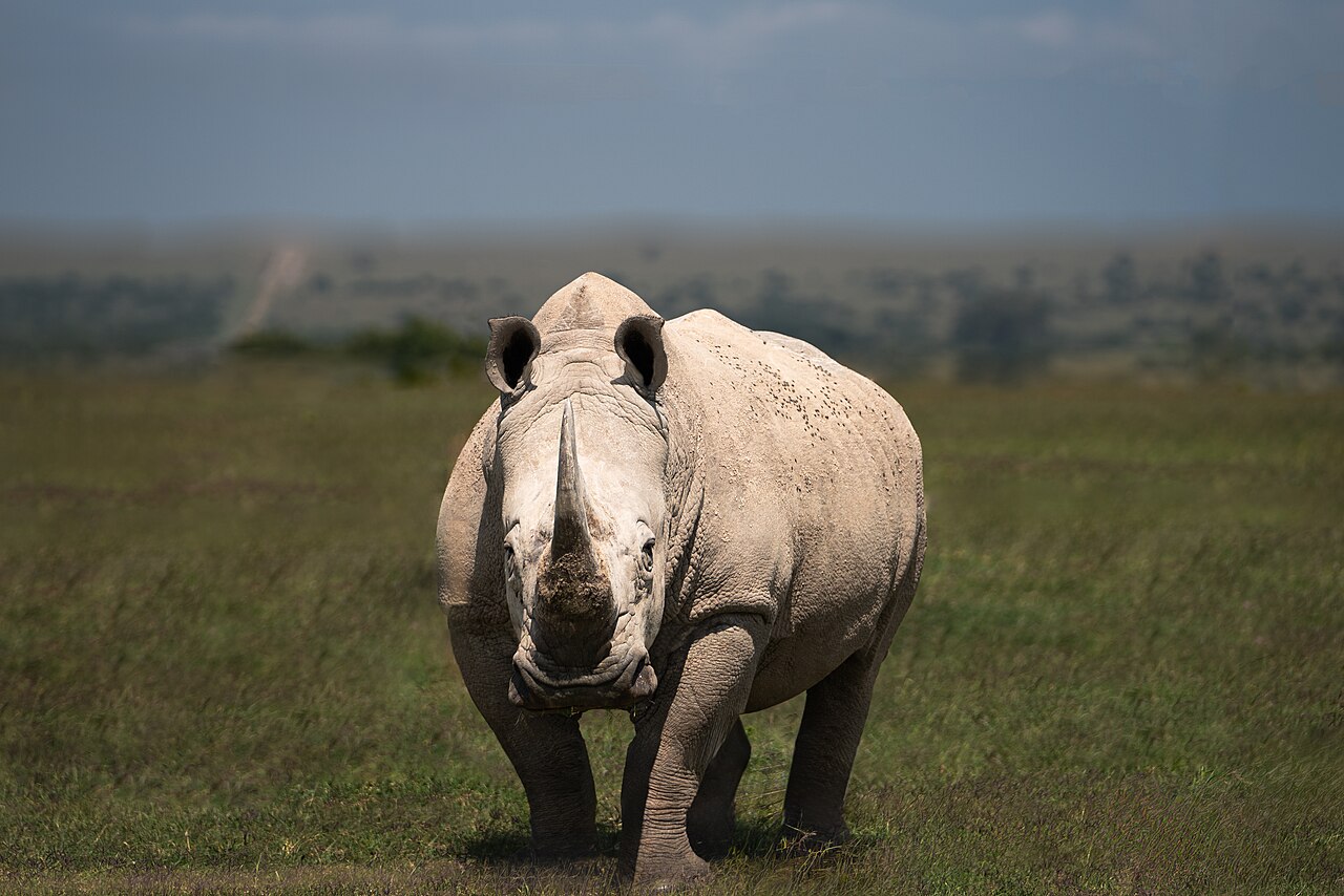 Rhinocéros blanc (Ceratotherium simum) en photographie