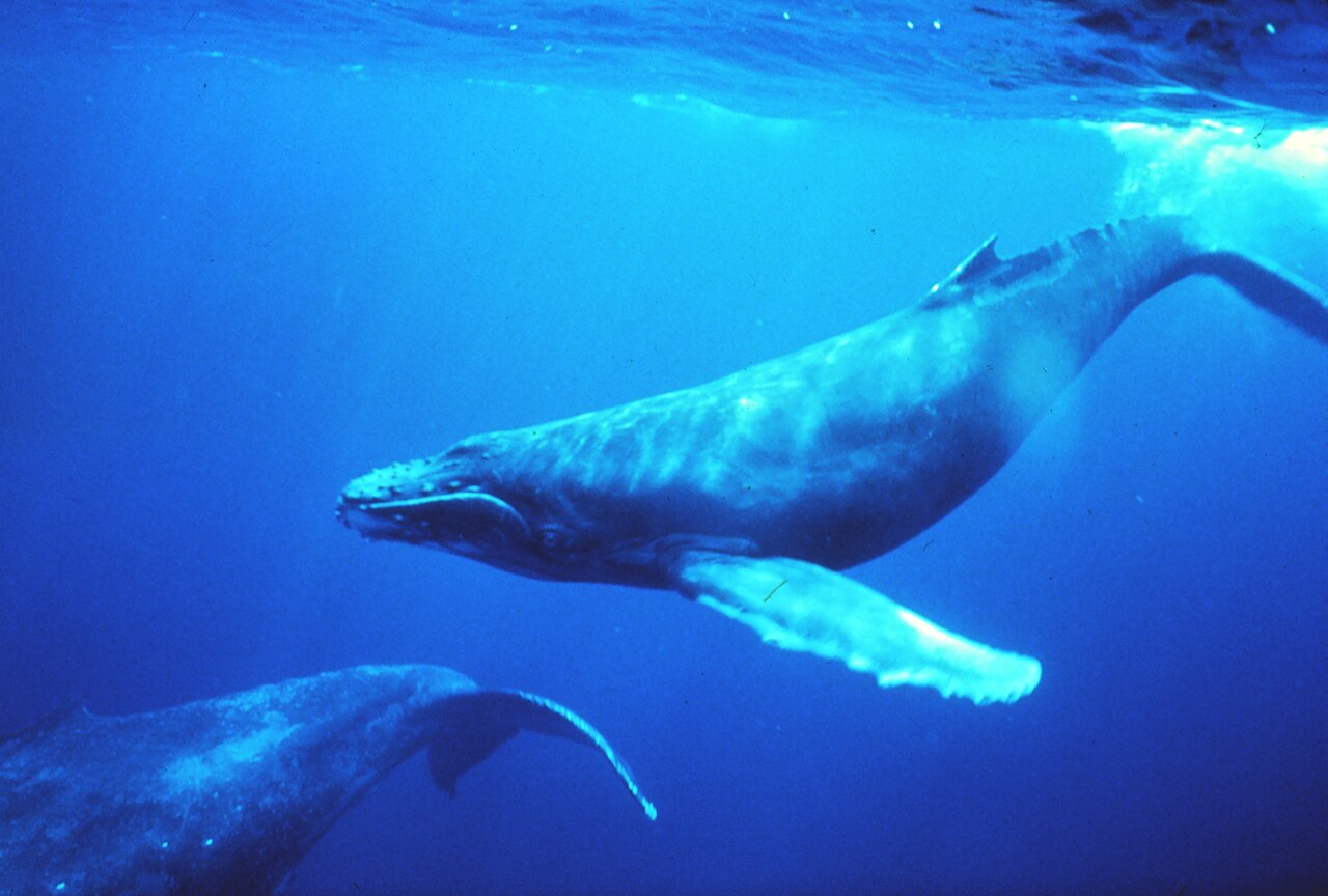 Baleine à bosse (Megaptera novaeangliae) en photographie