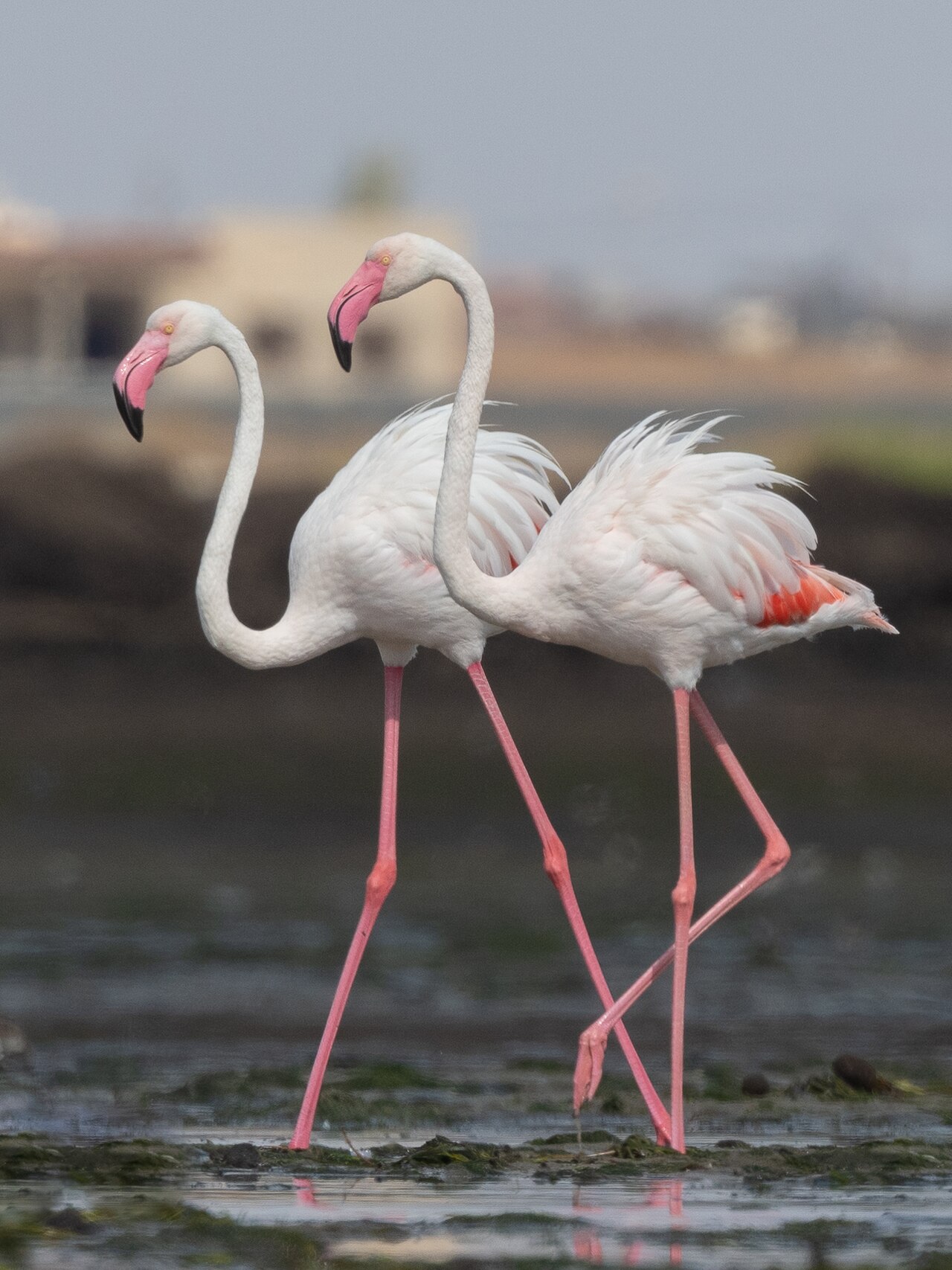 Flamant rose (Phoenicopterus roseus) en photographie