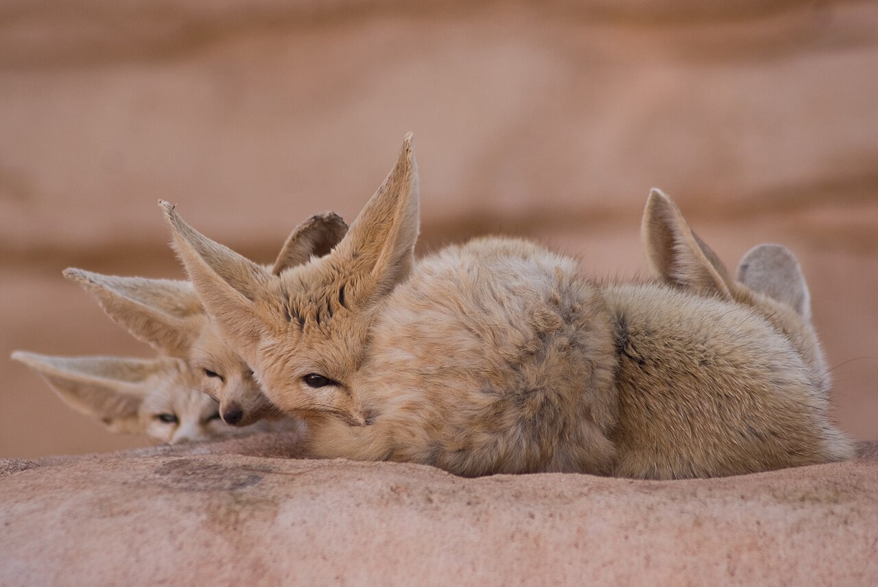 Fennec (Vulpes zerda) en photographie