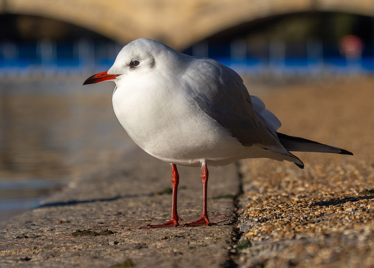 Mouette rieuse (Chroicocephalus ridibundus) en photographie