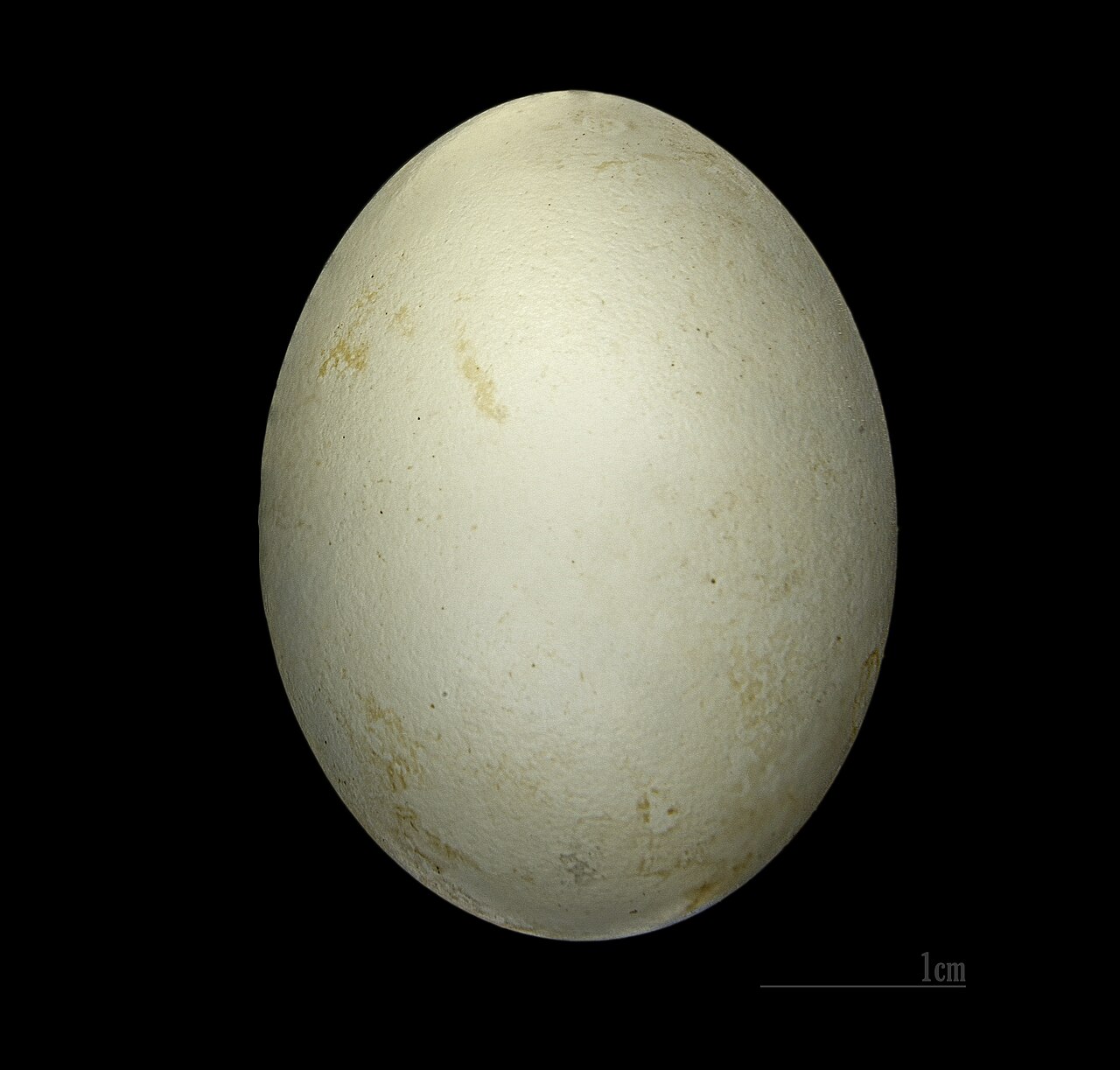 Pic épeiche (Dendrocopos major) en photographie