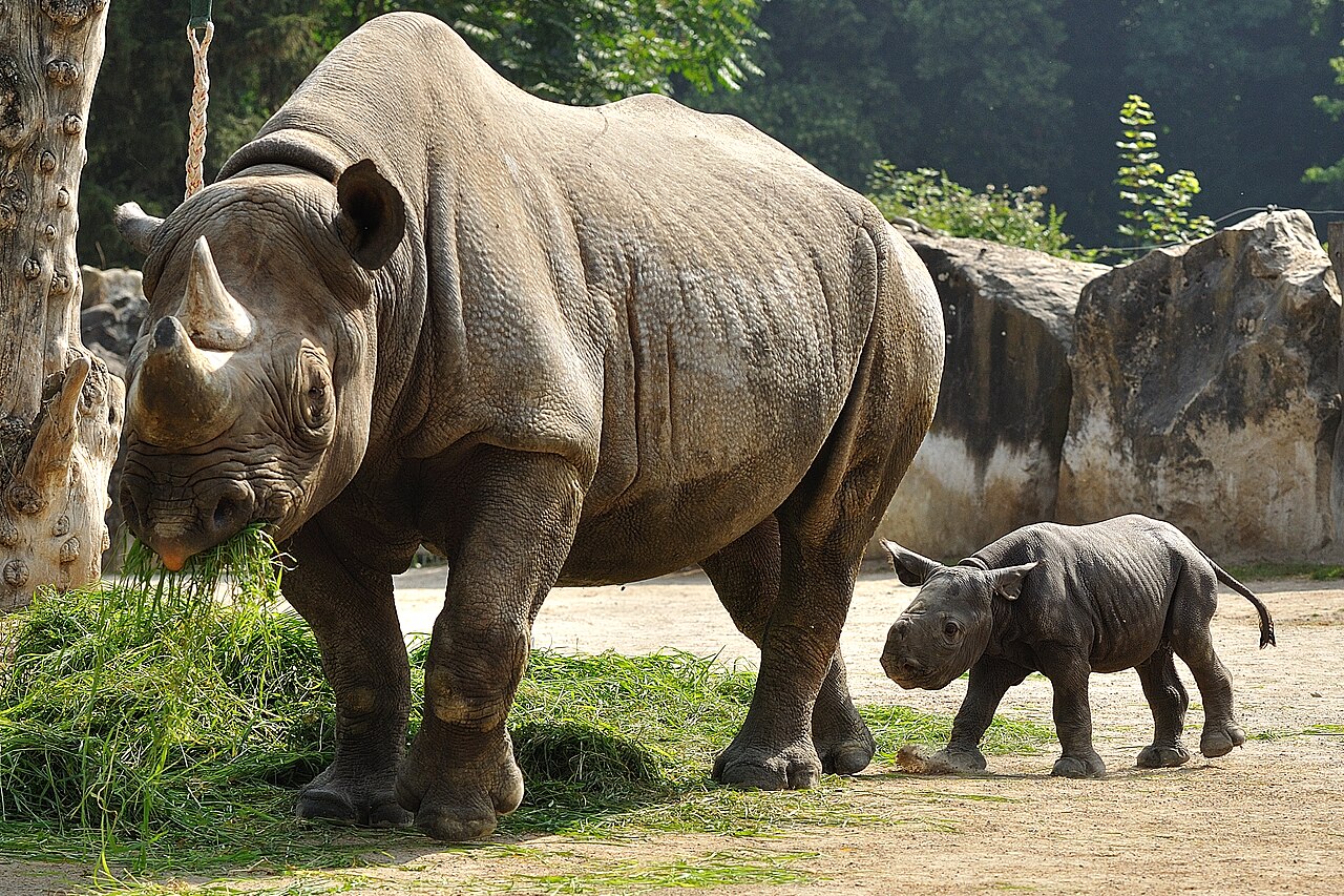 Rhinocéros noir (Diceros bicornis) en photographie