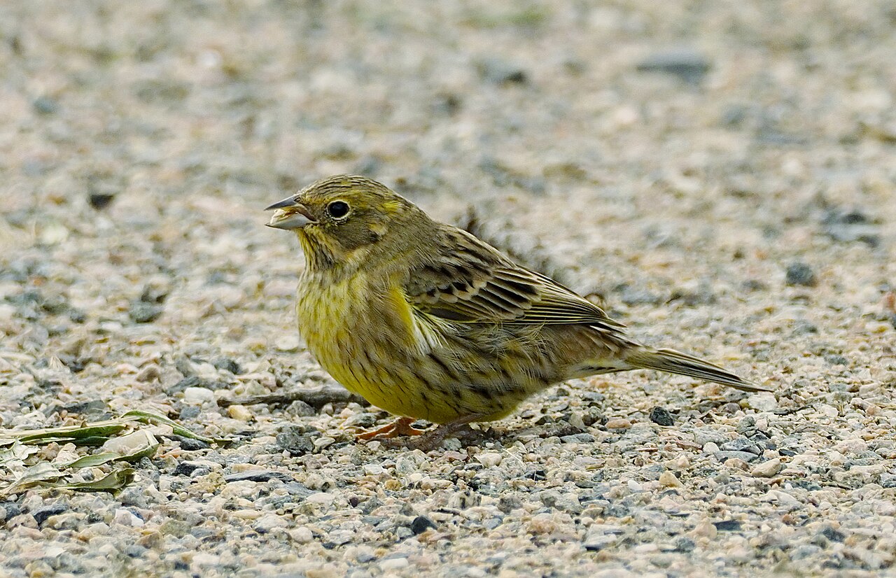 Bruant jaune (Emberiza citrinella) en photographie