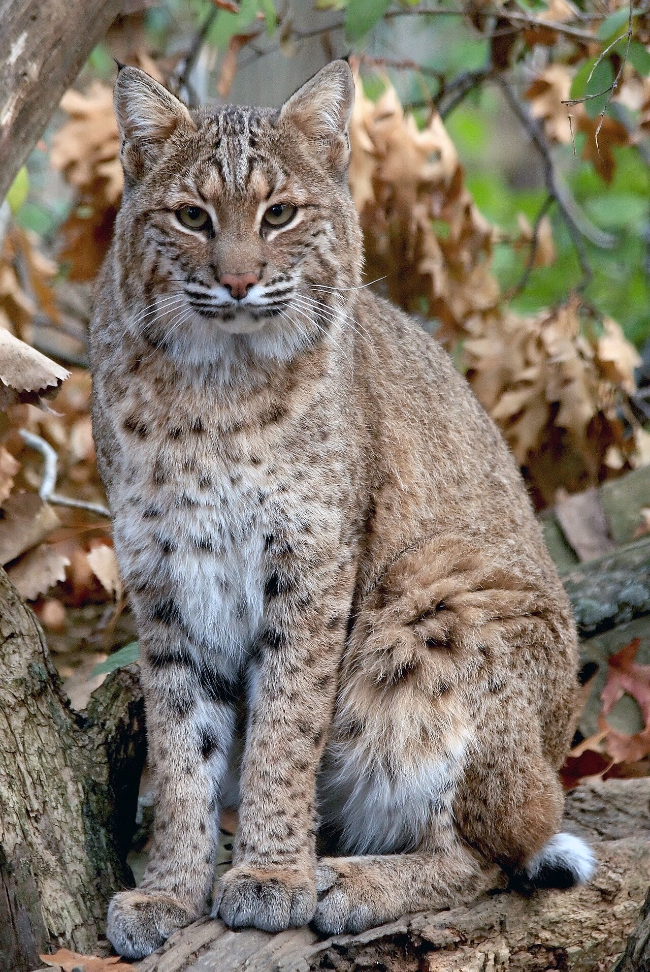 Lynx roux (Lynx rufus) en photographie