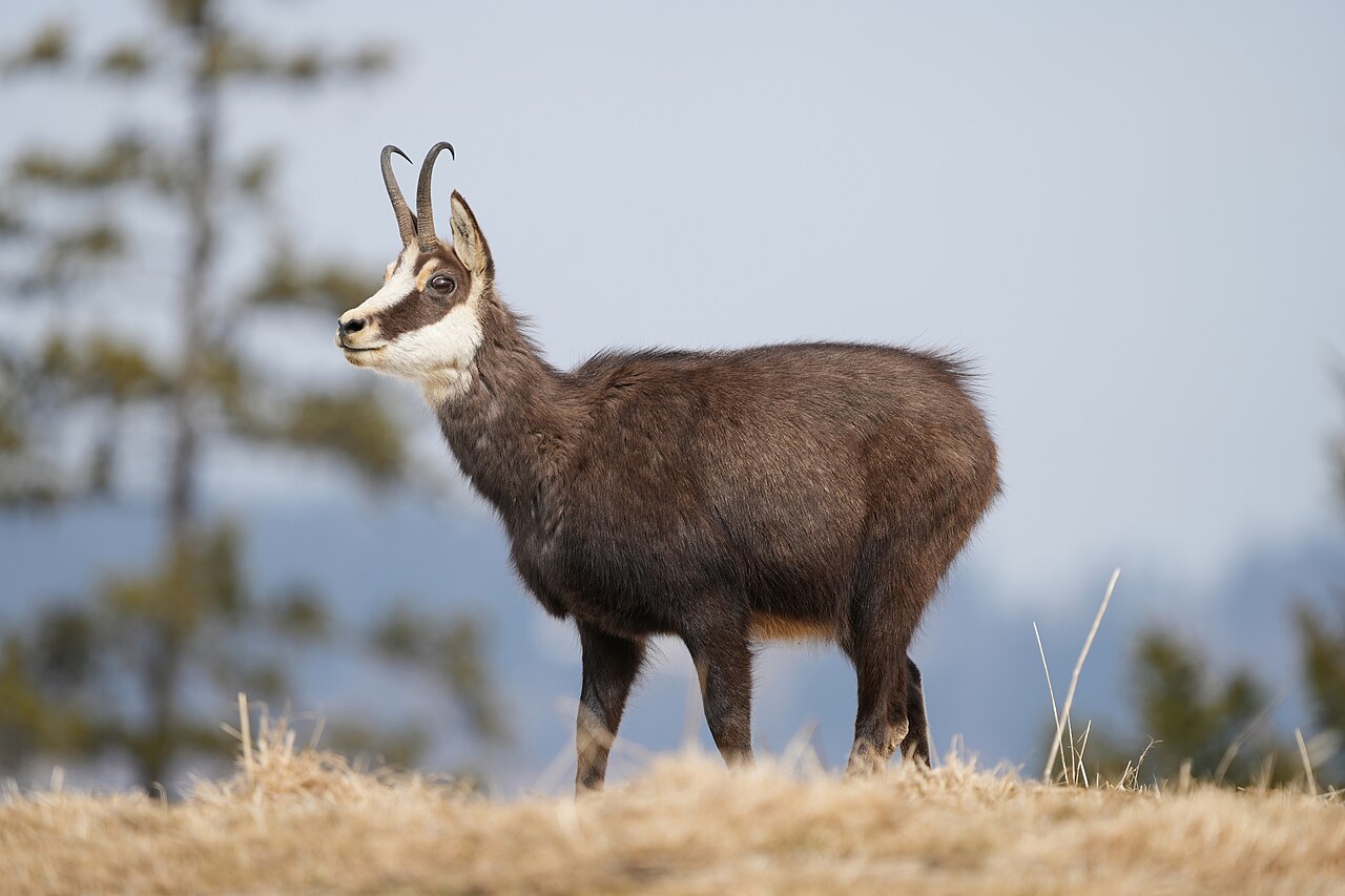 Chamois (Rupicapra rupicapra) en photographie