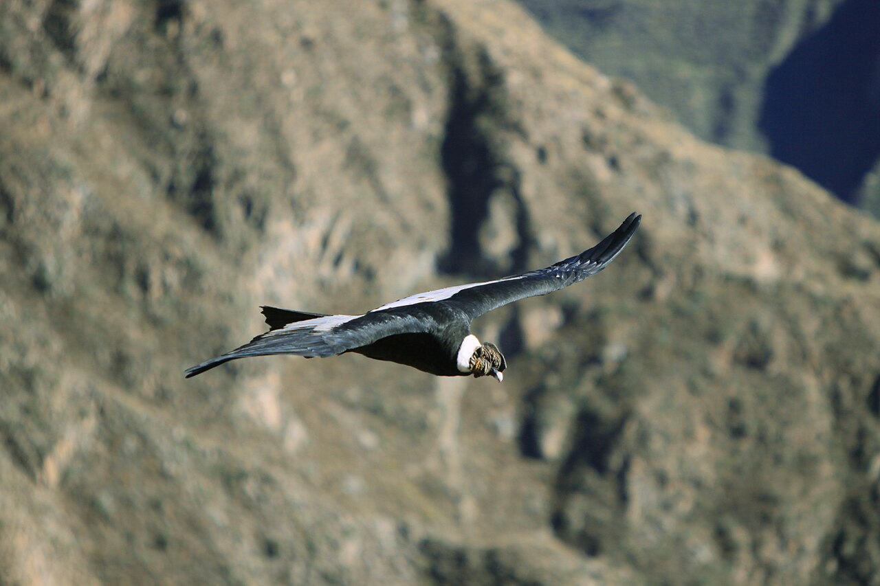 Condor des Andes (Vultur gryphus) en photographie