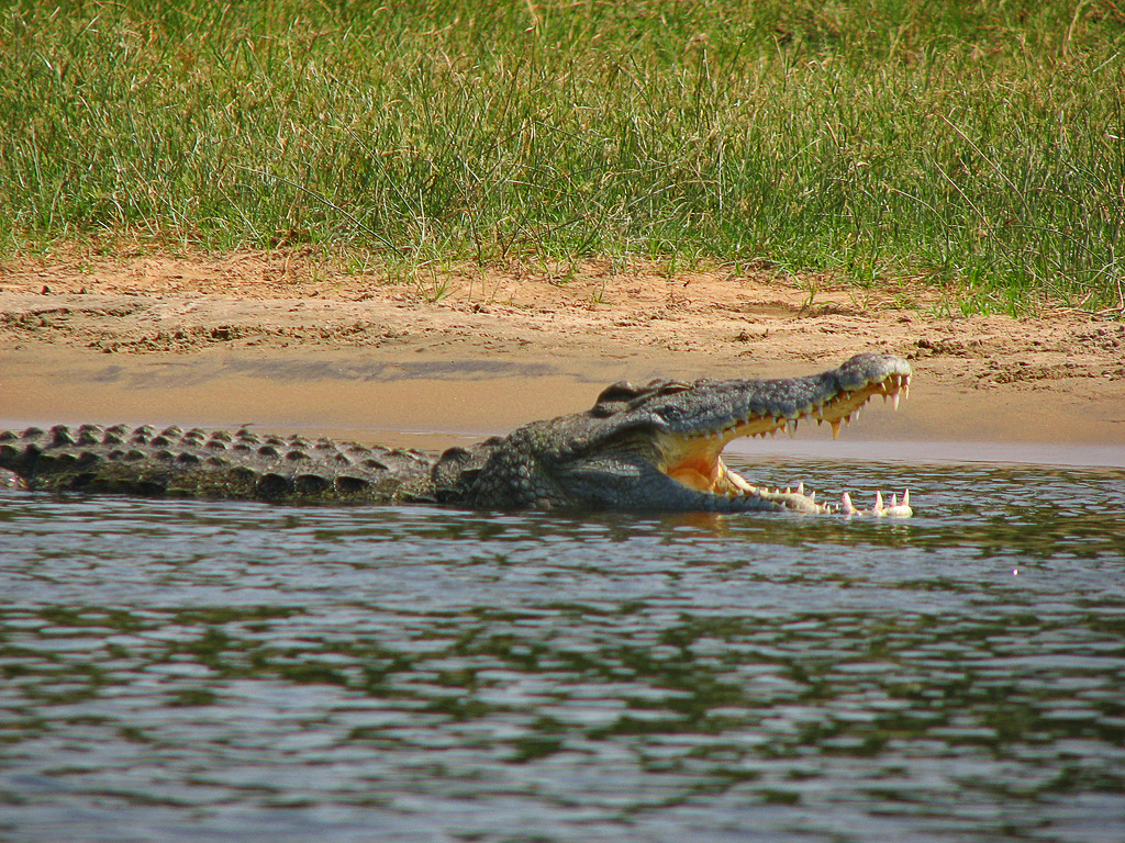 Crocodile du Nil (Crocodylus niloticus) en photographie