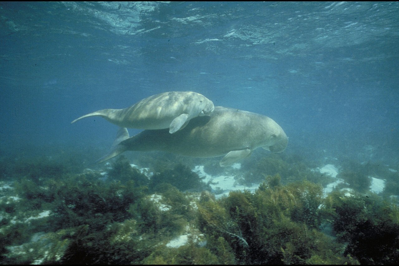 Dugong (Dugong dugon) en photographie