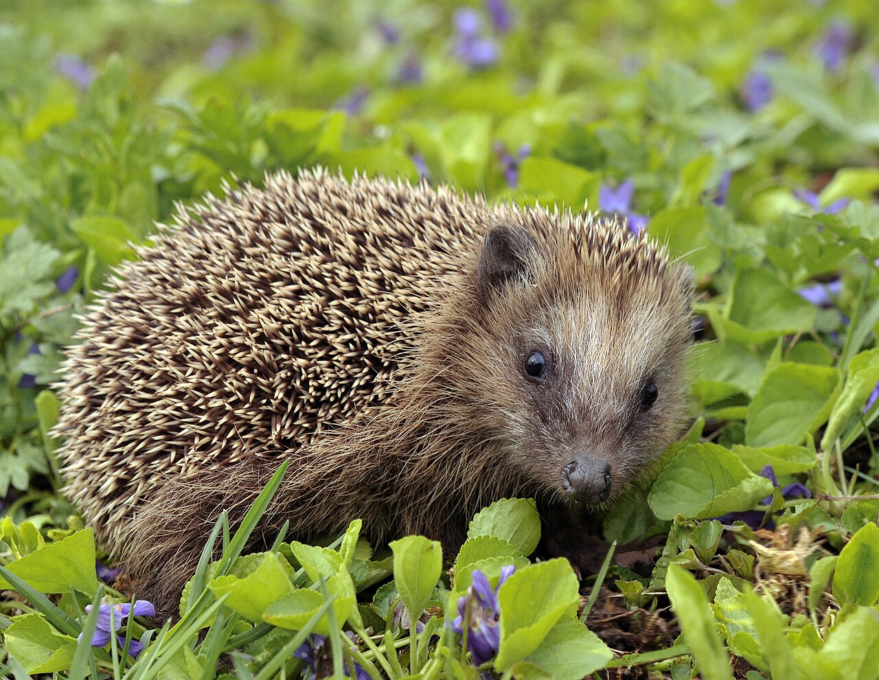Hérisson d'Europe (Erinaceus europaeus) en photographie