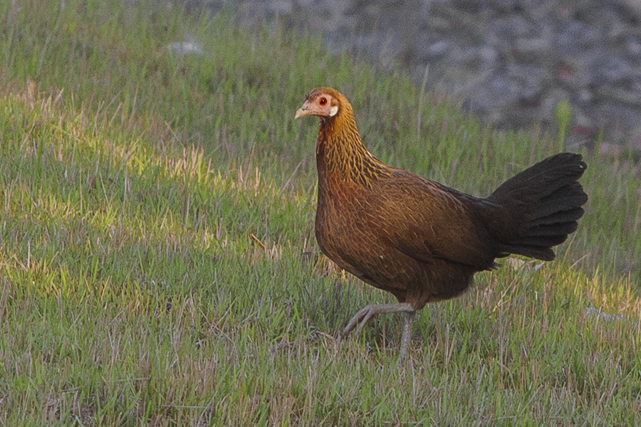 Poule domestique (Gallus gallus) en photographie