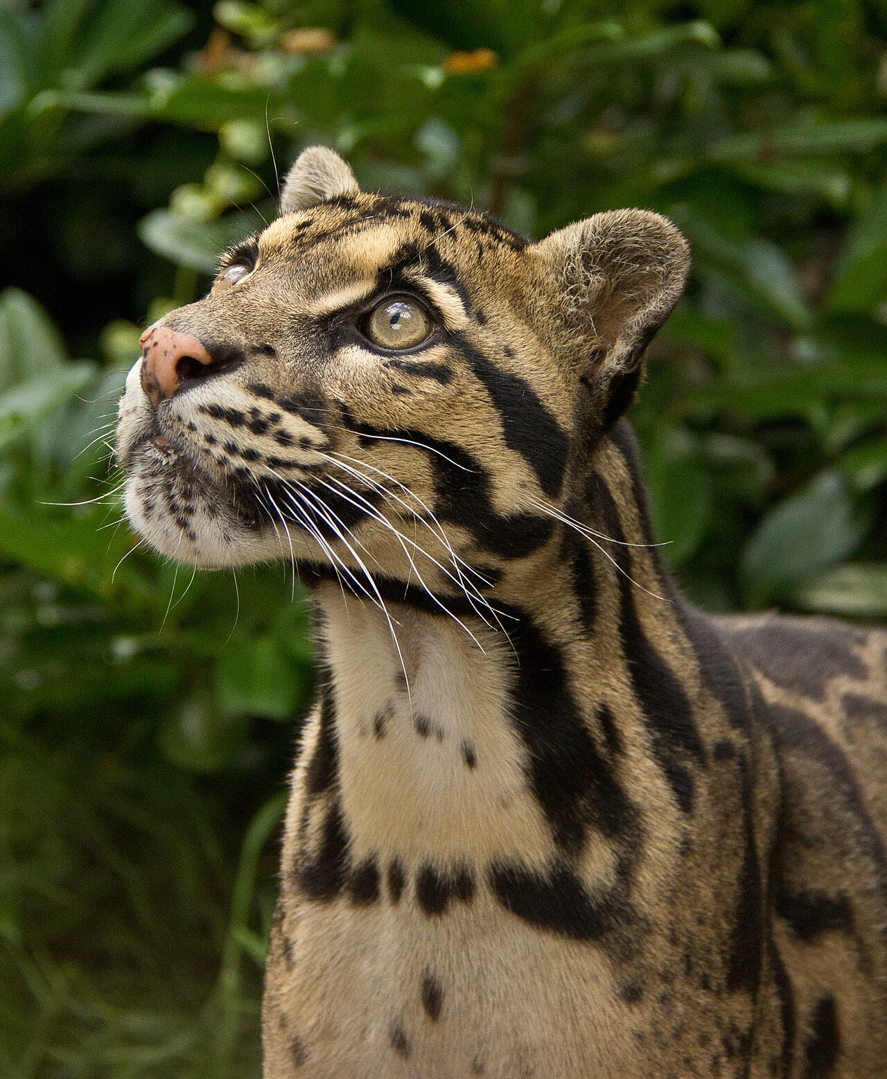 Panthère nébuleuse (Neofelis nebulosa) en photographie