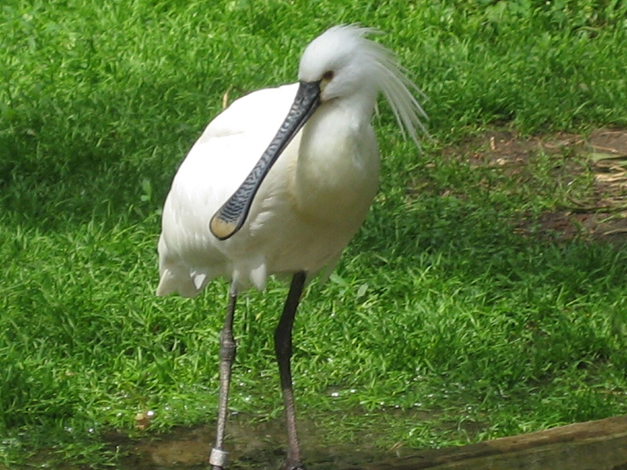 Spatule blanche (Platalea leucorodia) en photographie