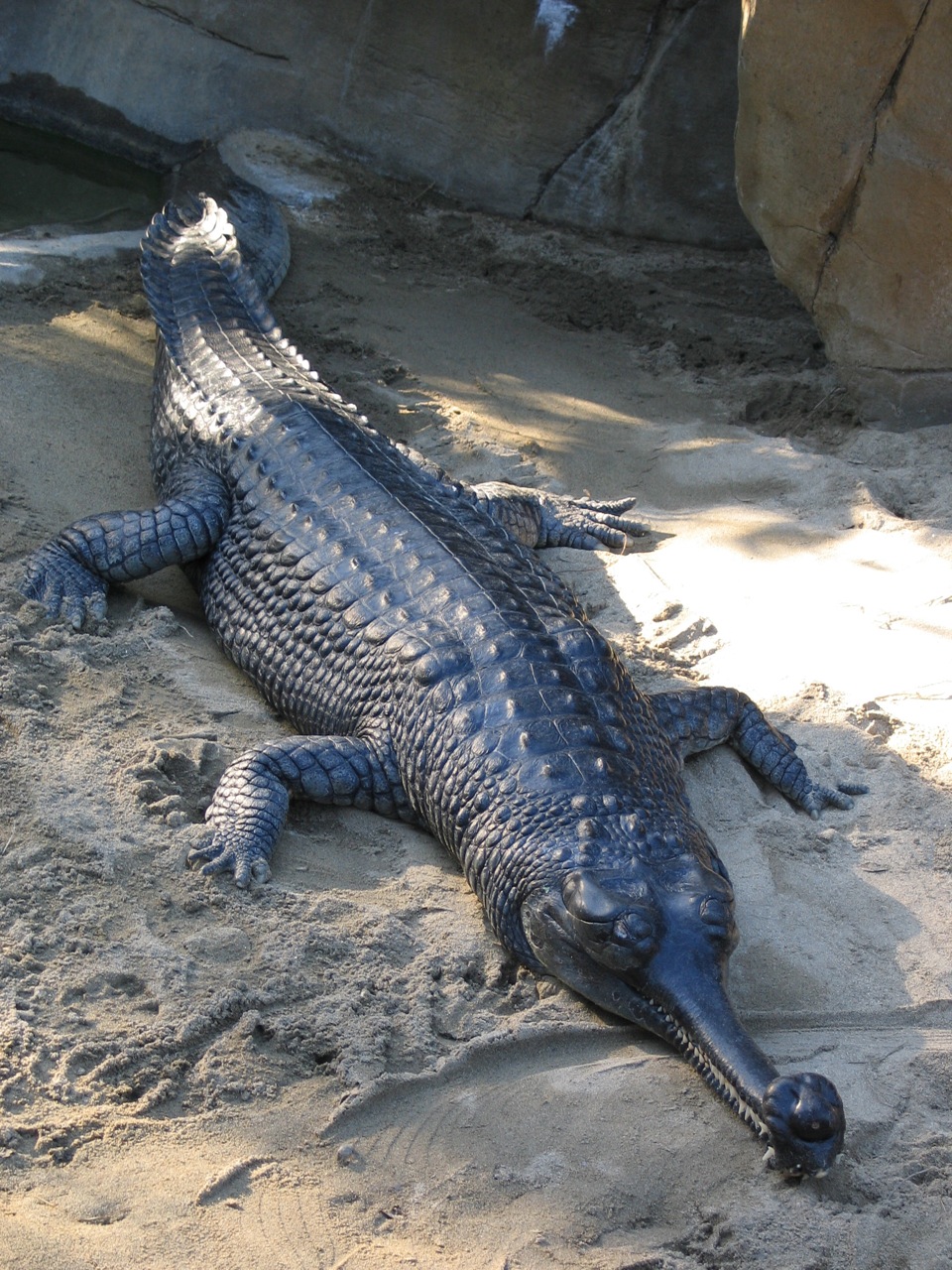 Gavial du Gange (Gavialis gangeticus) en photographie