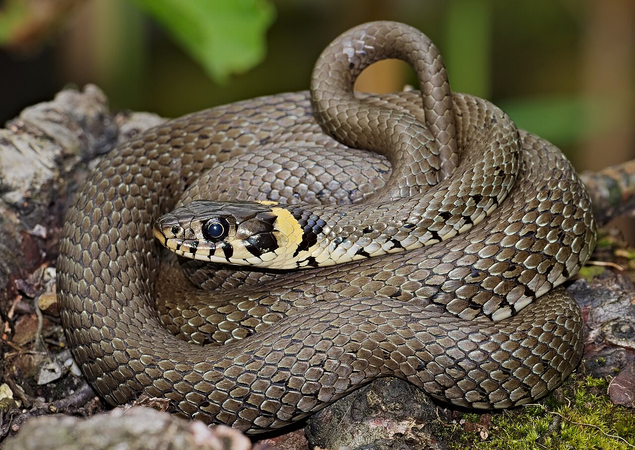 Couleuvre à collier (Natrix natrix) en photographie
