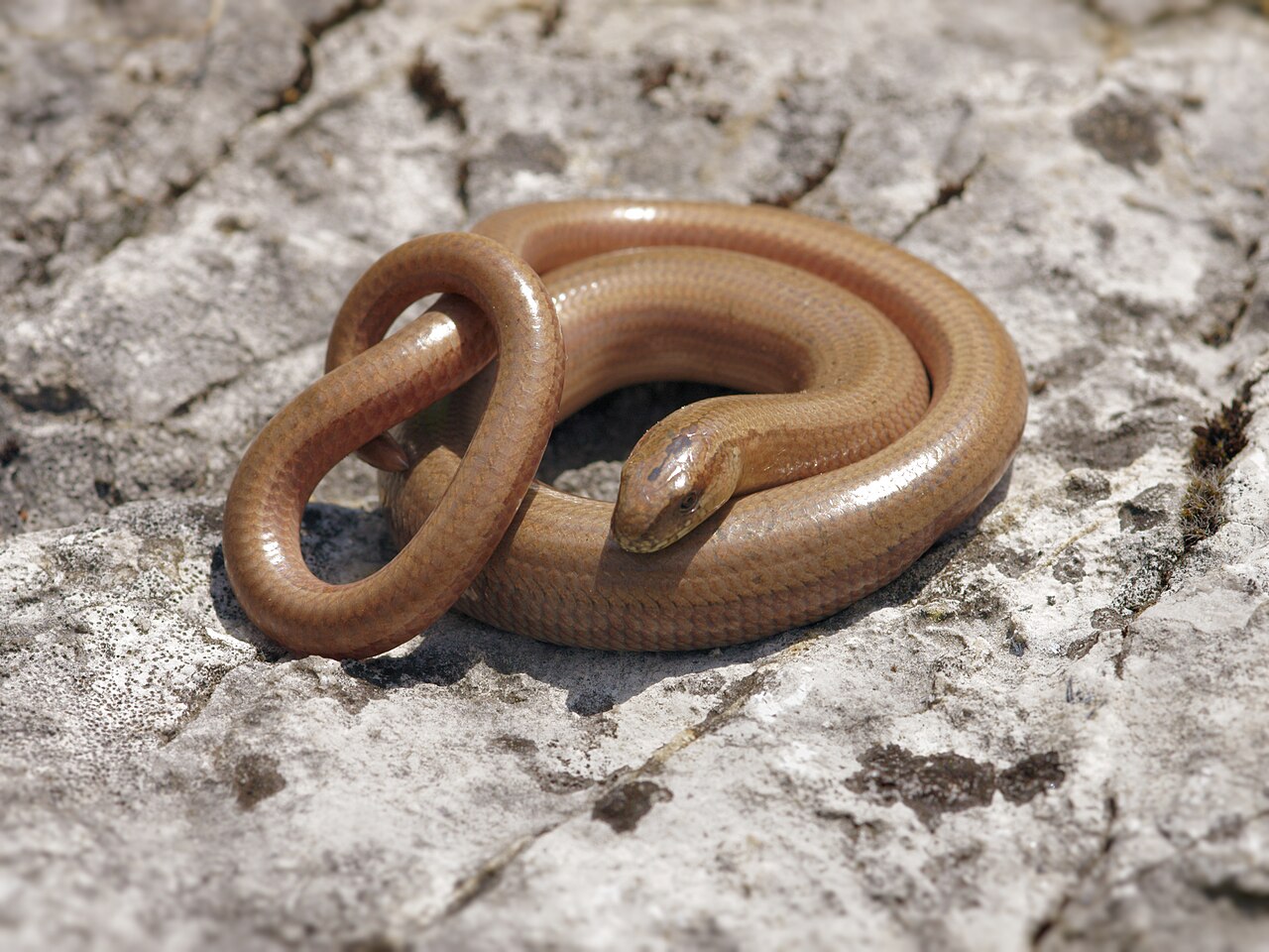 Orvet fragile (Anguis fragilis) en photographie