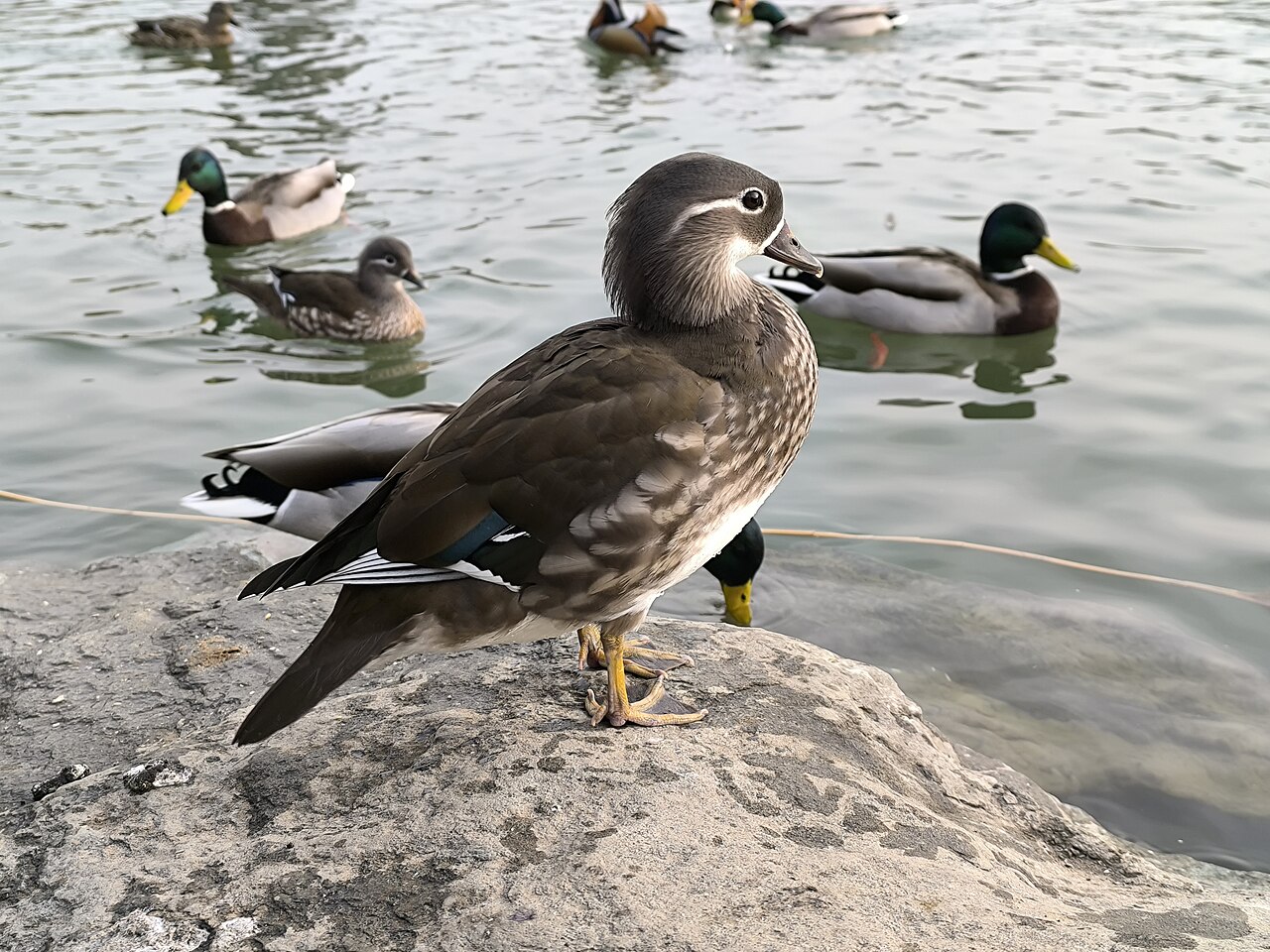 Canard mandarin (Aix galericulata) en photographie