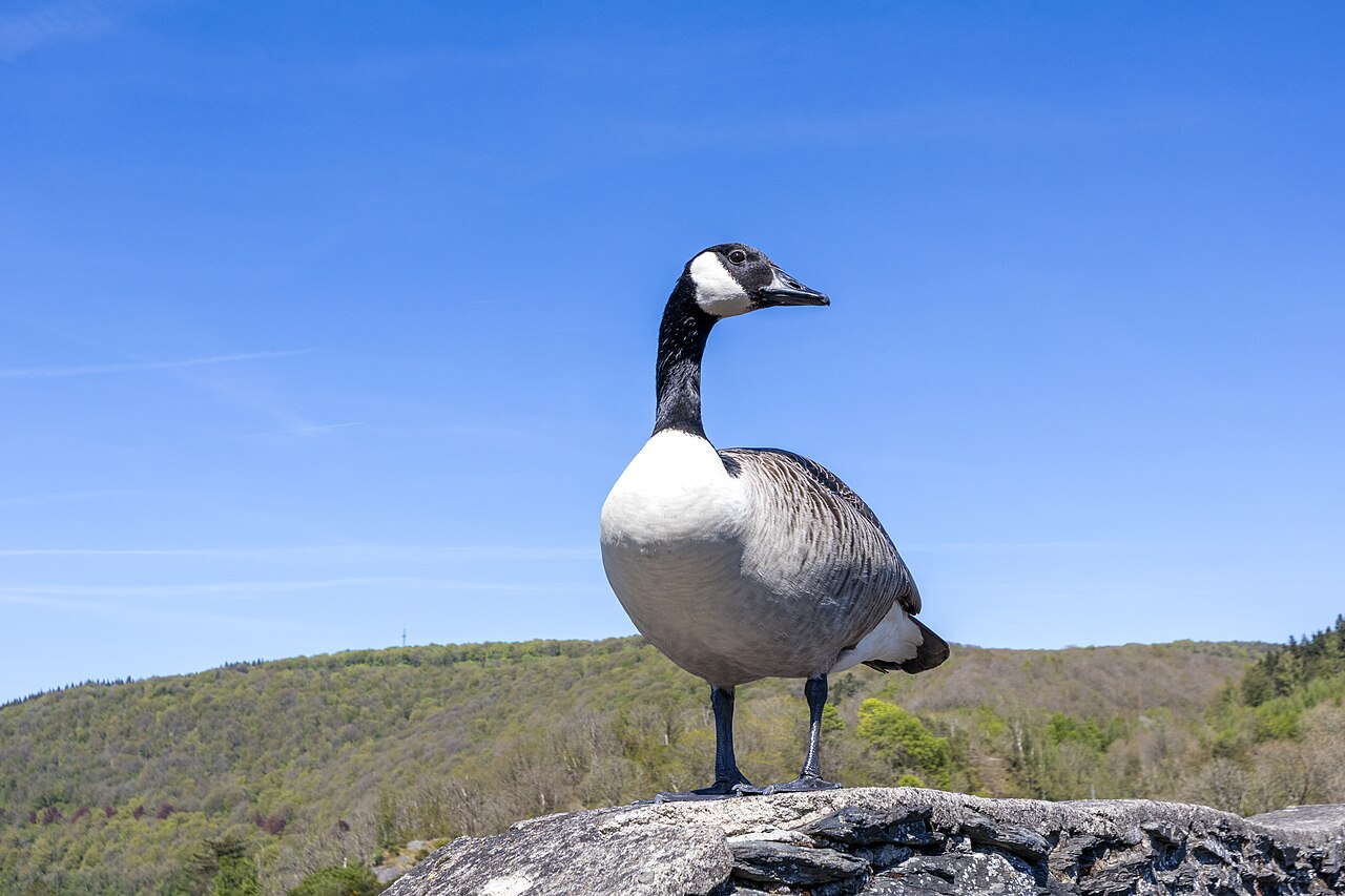 Bernache du Canada (Branta canadensis) en photographie