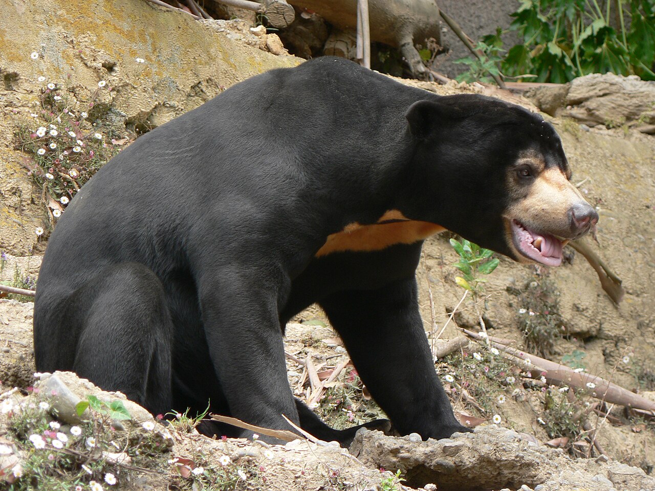 Ours malais (Helarctos malayanus) en photographie