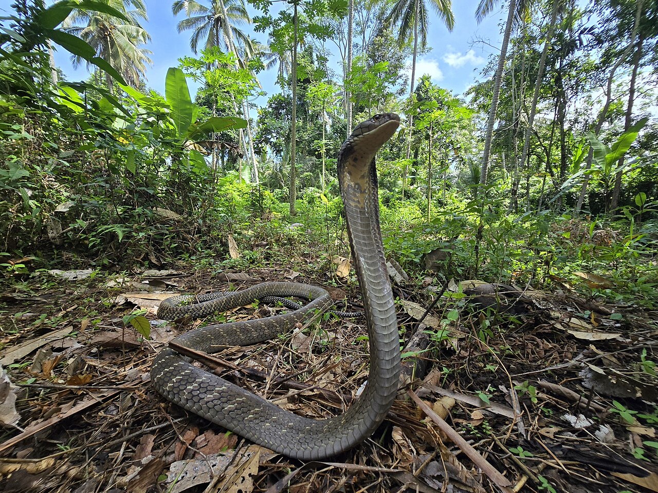 Cobra royal (Ophiophagus hannah) en photographie
