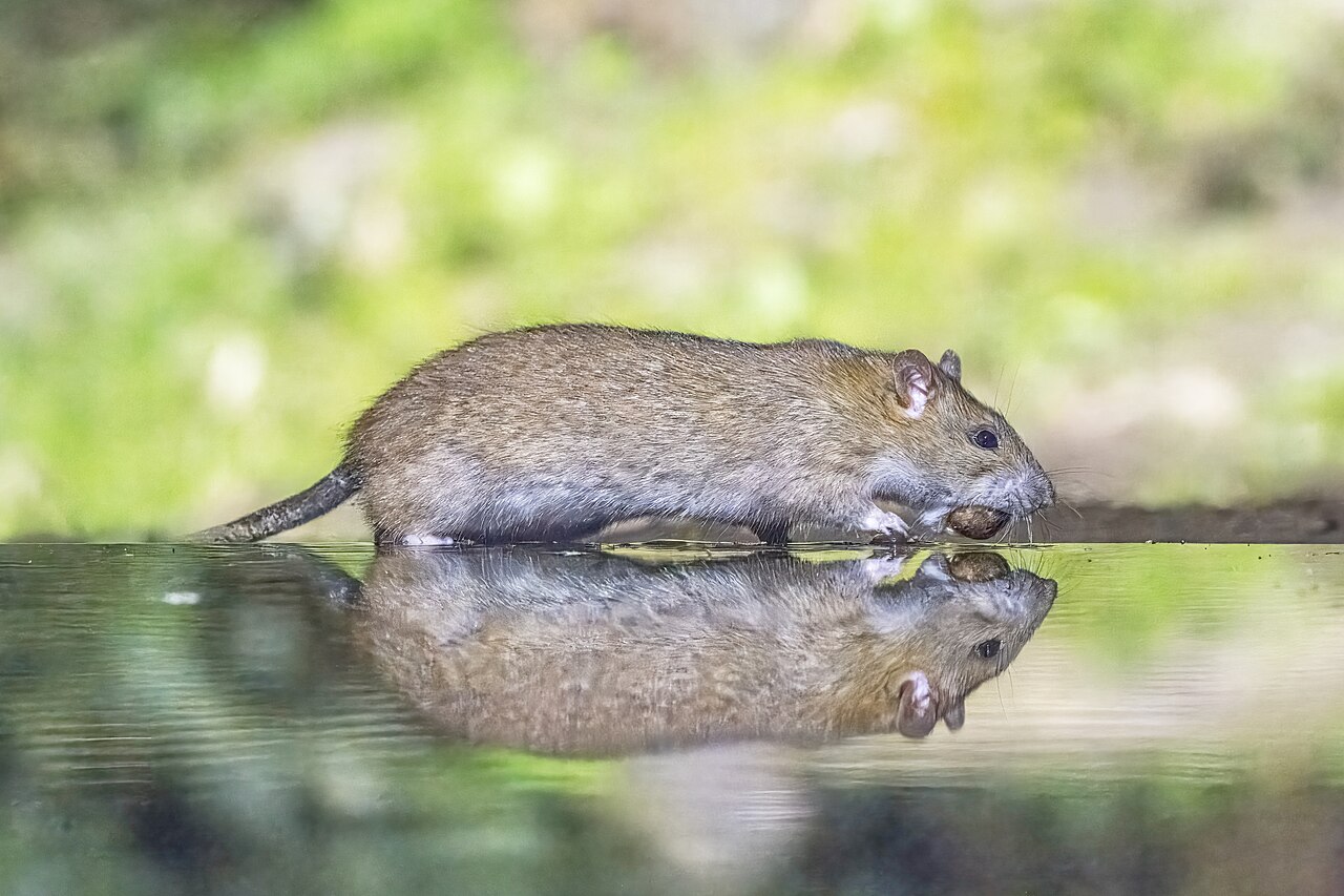 Rat brun (Rattus norvegicus) en photographie
