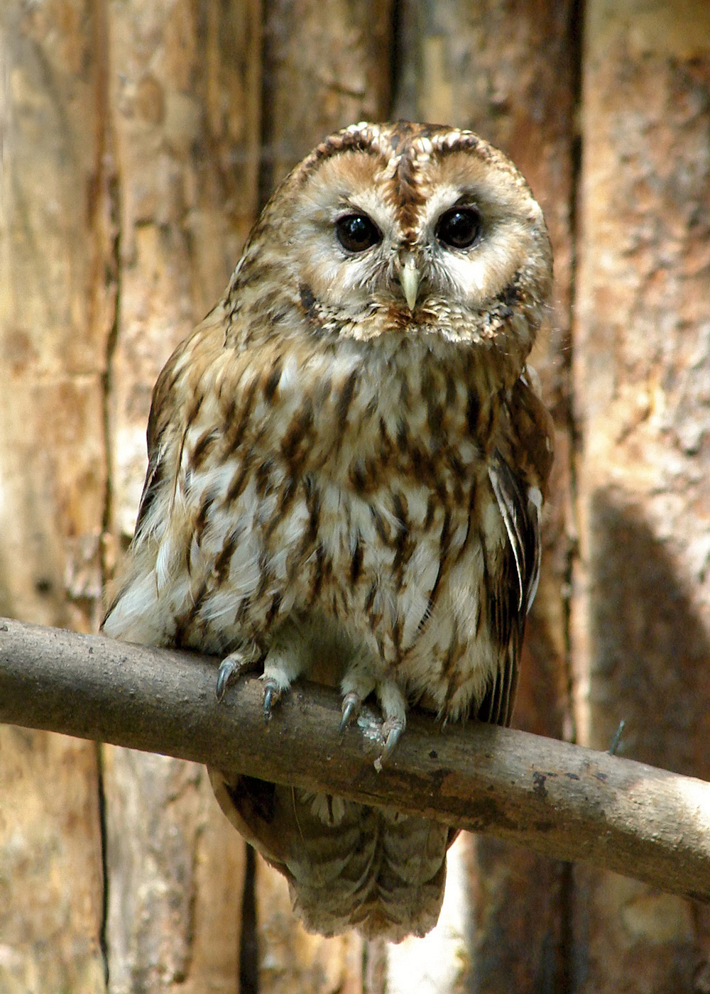 Chouette hulotte (Strix aluco) en photographie