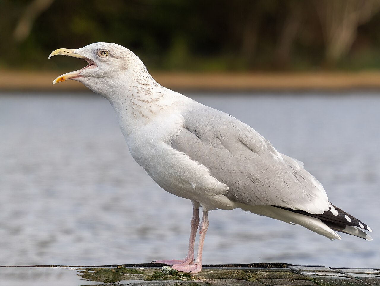 Goéland argenté (Larus argentatus) en photographie