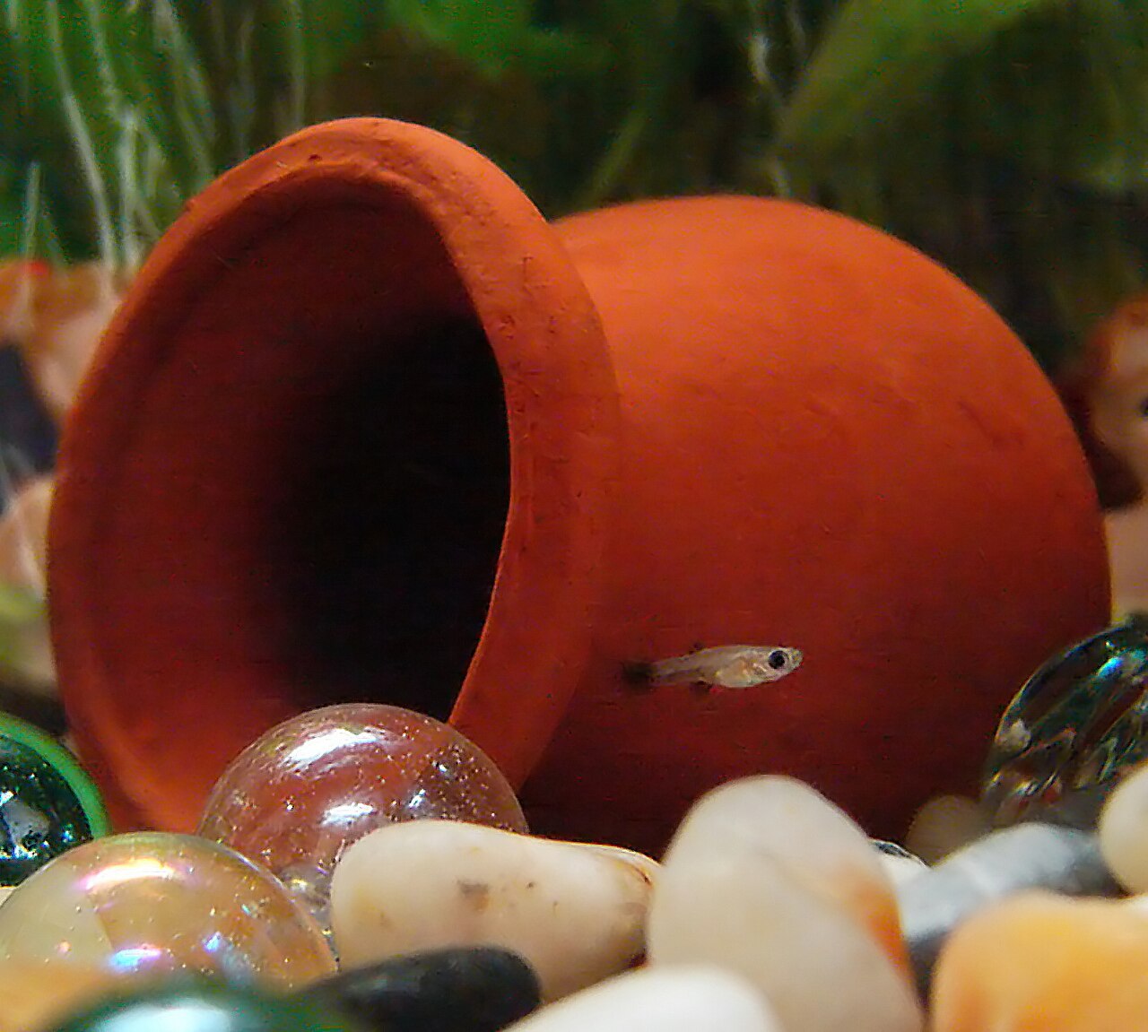 Guppy (Poecilia reticulata) en photographie