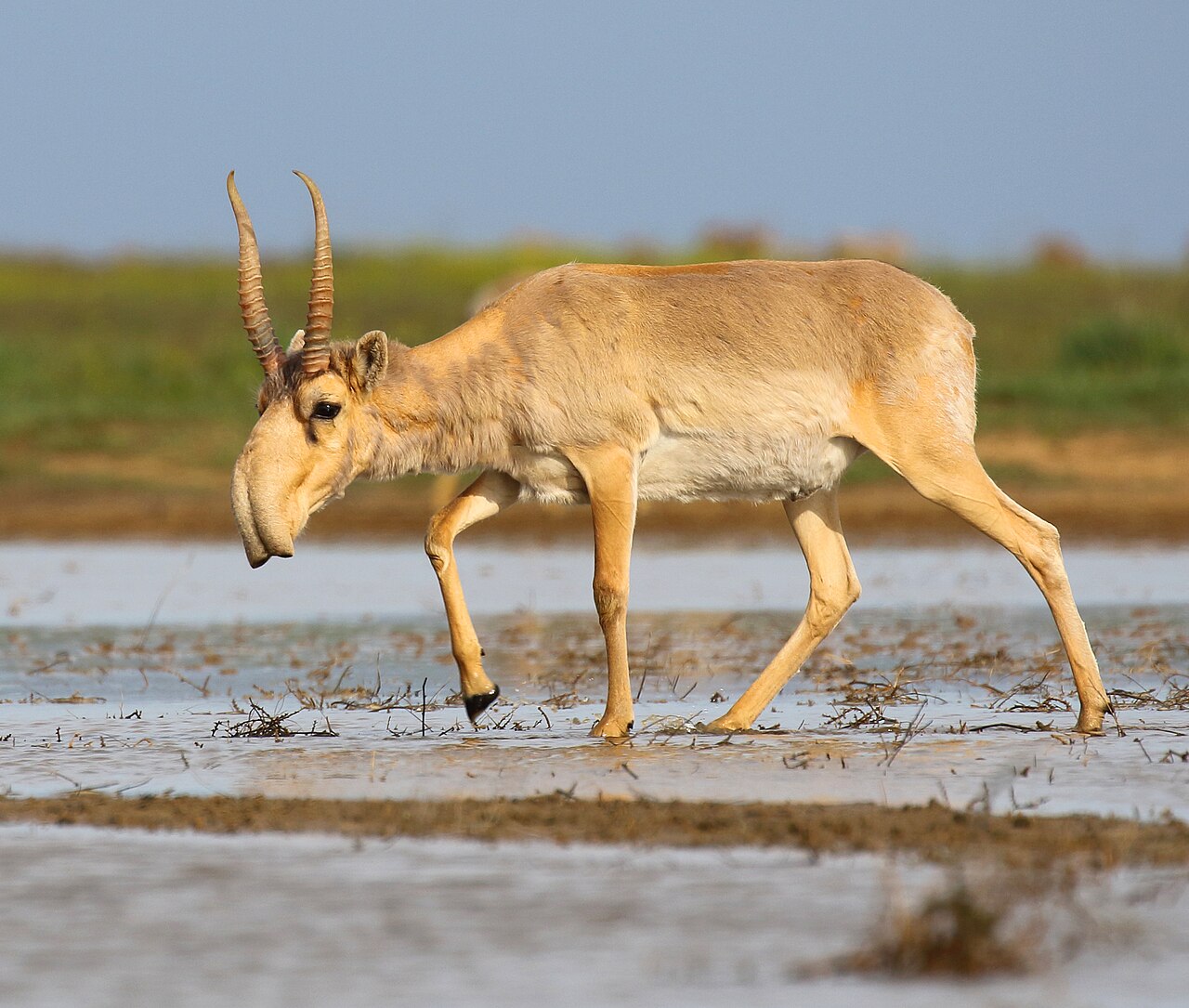 Antilope saïga (Saiga tatarica) en photographie