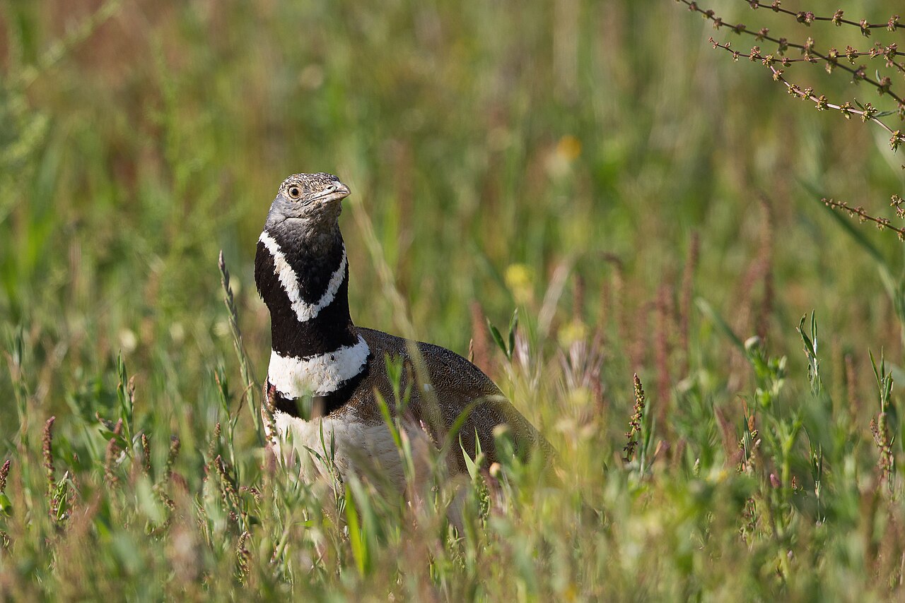 Outarde canepetière (Tetrax tetrax) en photographie