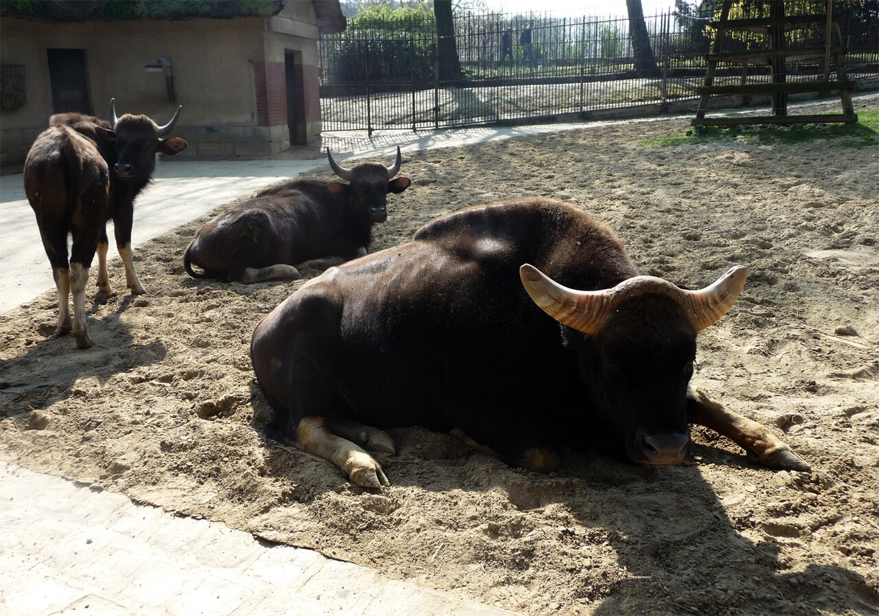 Gaur (Bos frontalis gaurus) en photographie