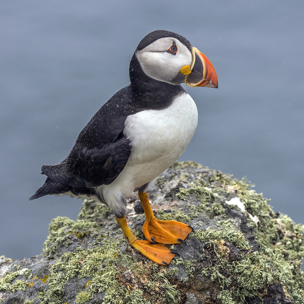 Macareux moine (Fratercula arctica) en photographie
