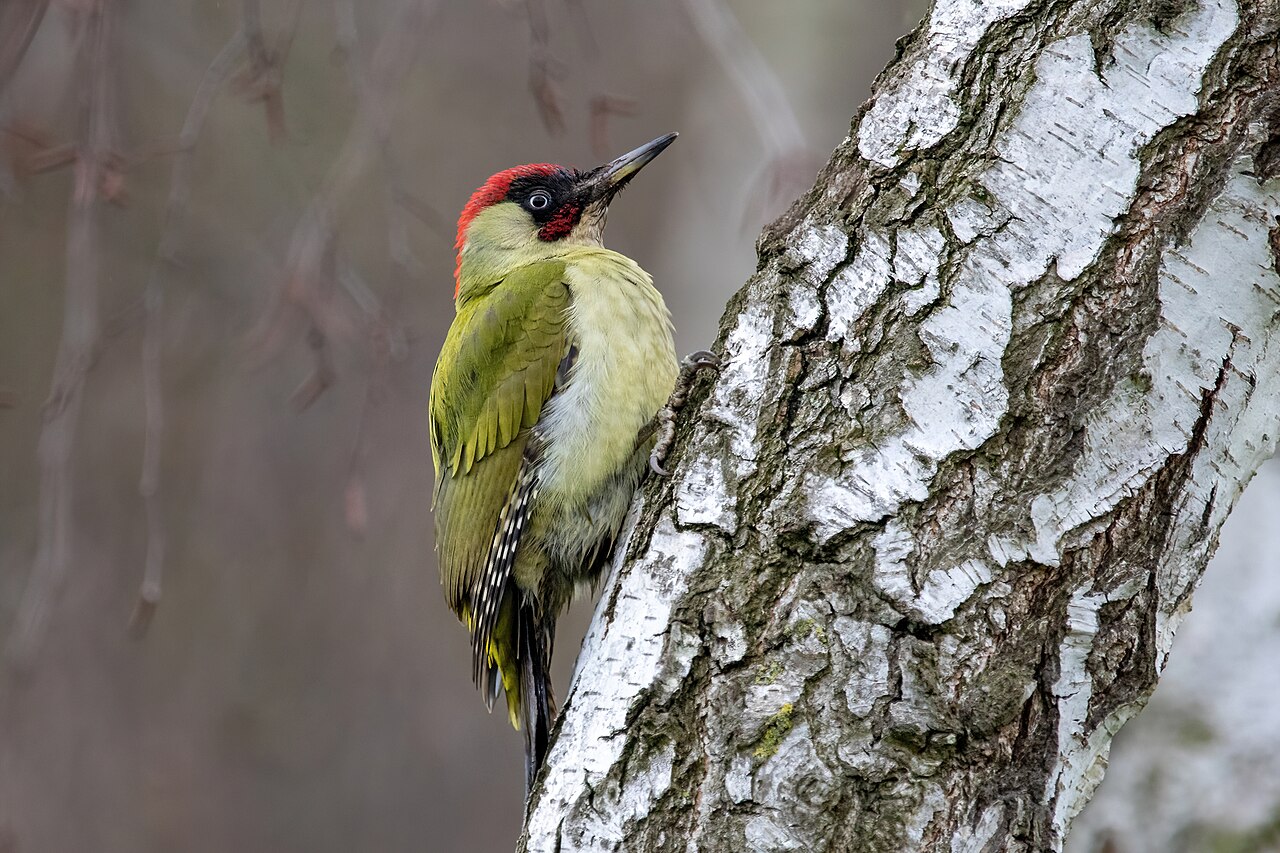 Pic vert (Picus viridis) en photographie