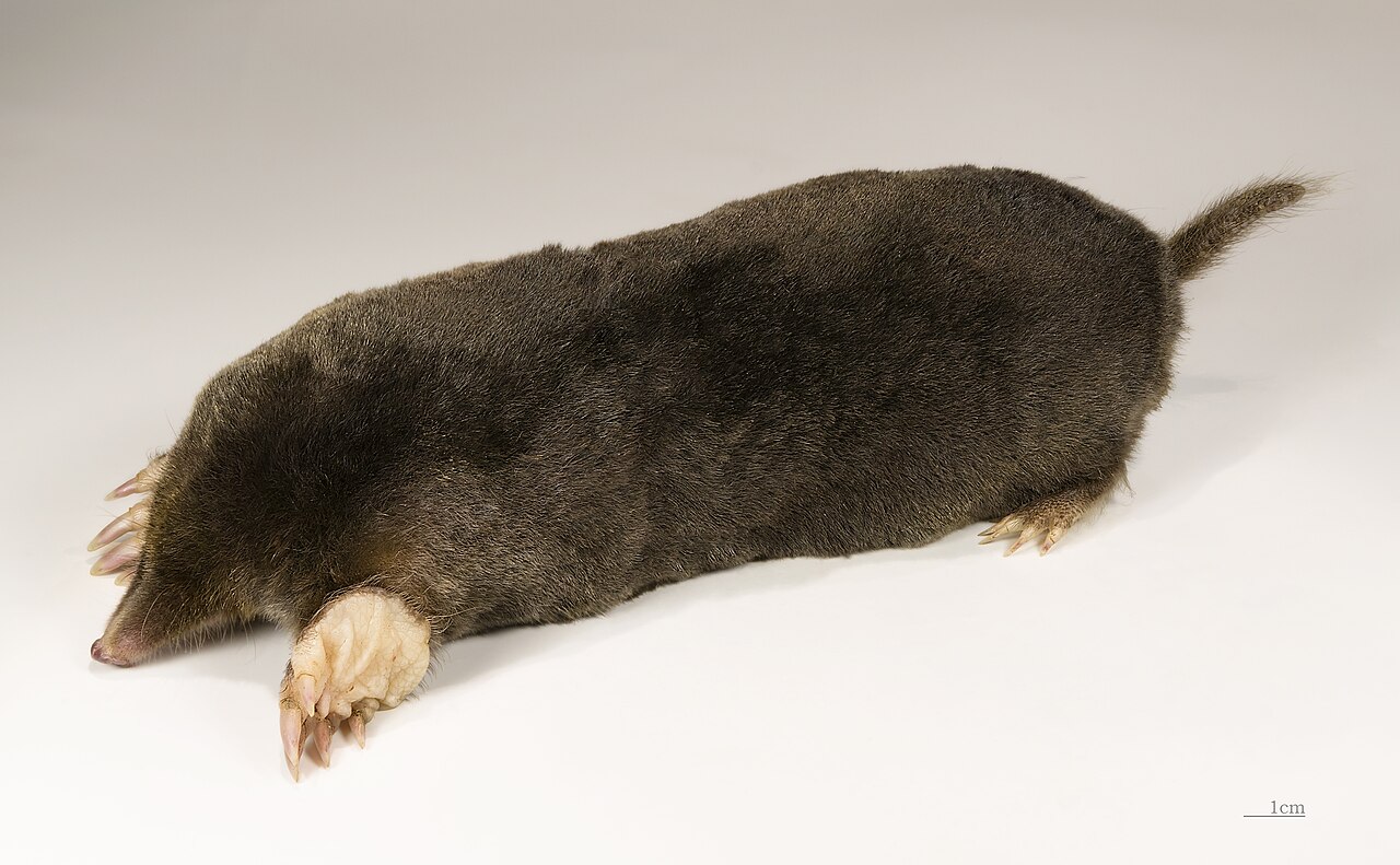 Taupe d'Europe (Talpa europaea) en photographie