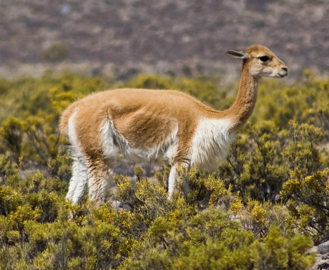 Vigogne (Vicugna vicugna) en photographie