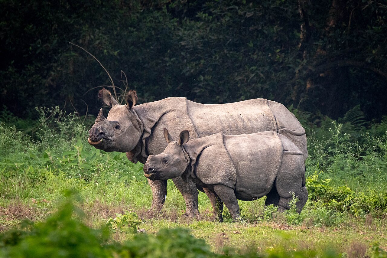 Rhinocéros indien (Rhinoceros unicornis) en photographie