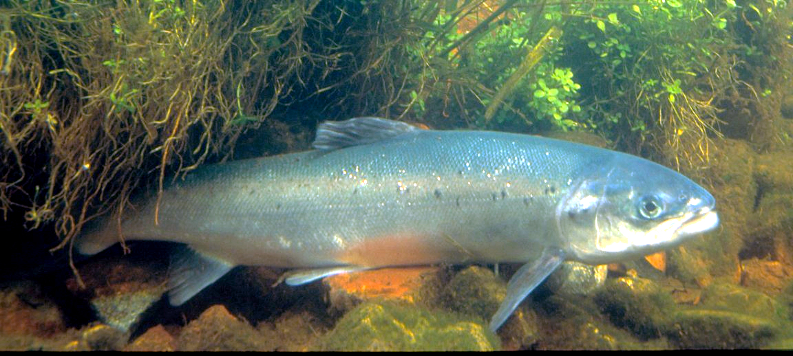 Saumon atlantique (Salmo salar) en photographie