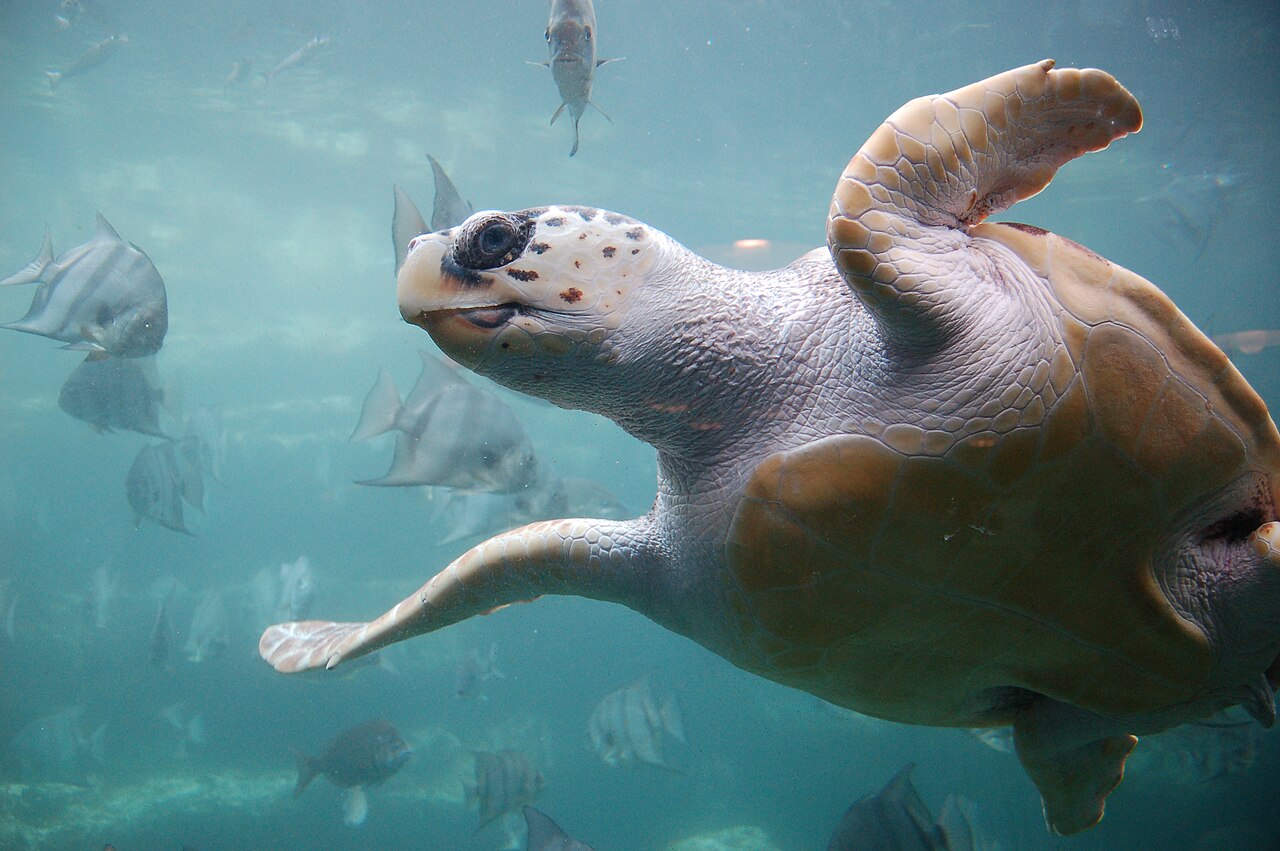 Tortue caouanne (Caretta caretta) en photographie