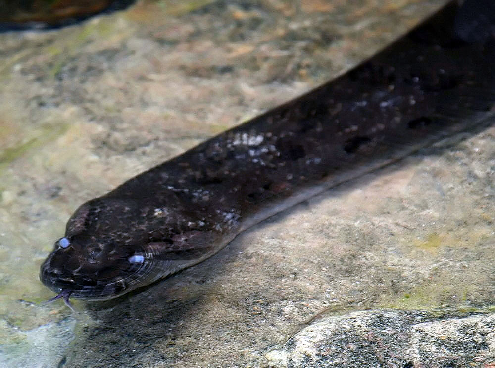 Anaconda vert (Eunectes murinus) en photographie