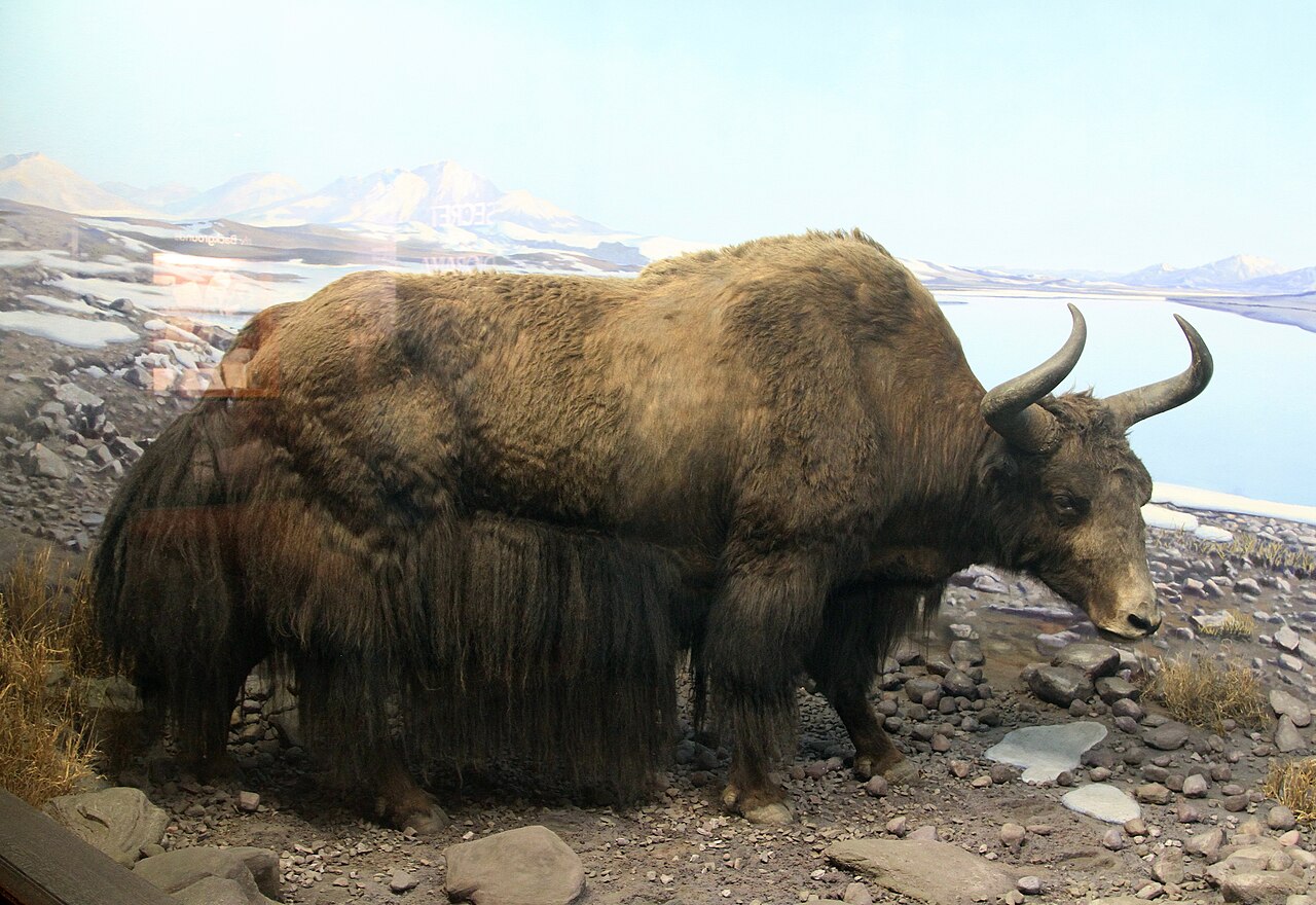 Yak sauvage (Bos grunniens mutus) en photographie