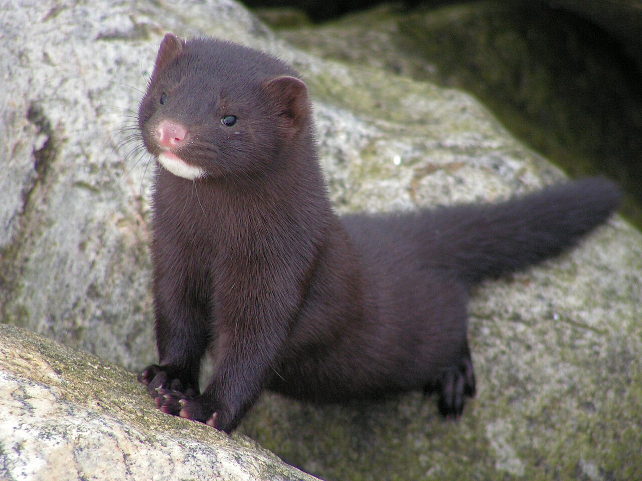 Vison d’Amérique (Mustela vison) en photographie