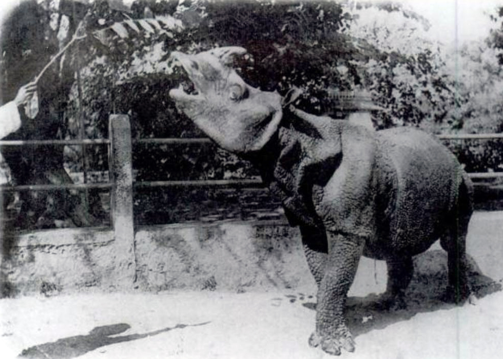 Rhinocéros de Java (Rhinoceros sondaicus) en photographie