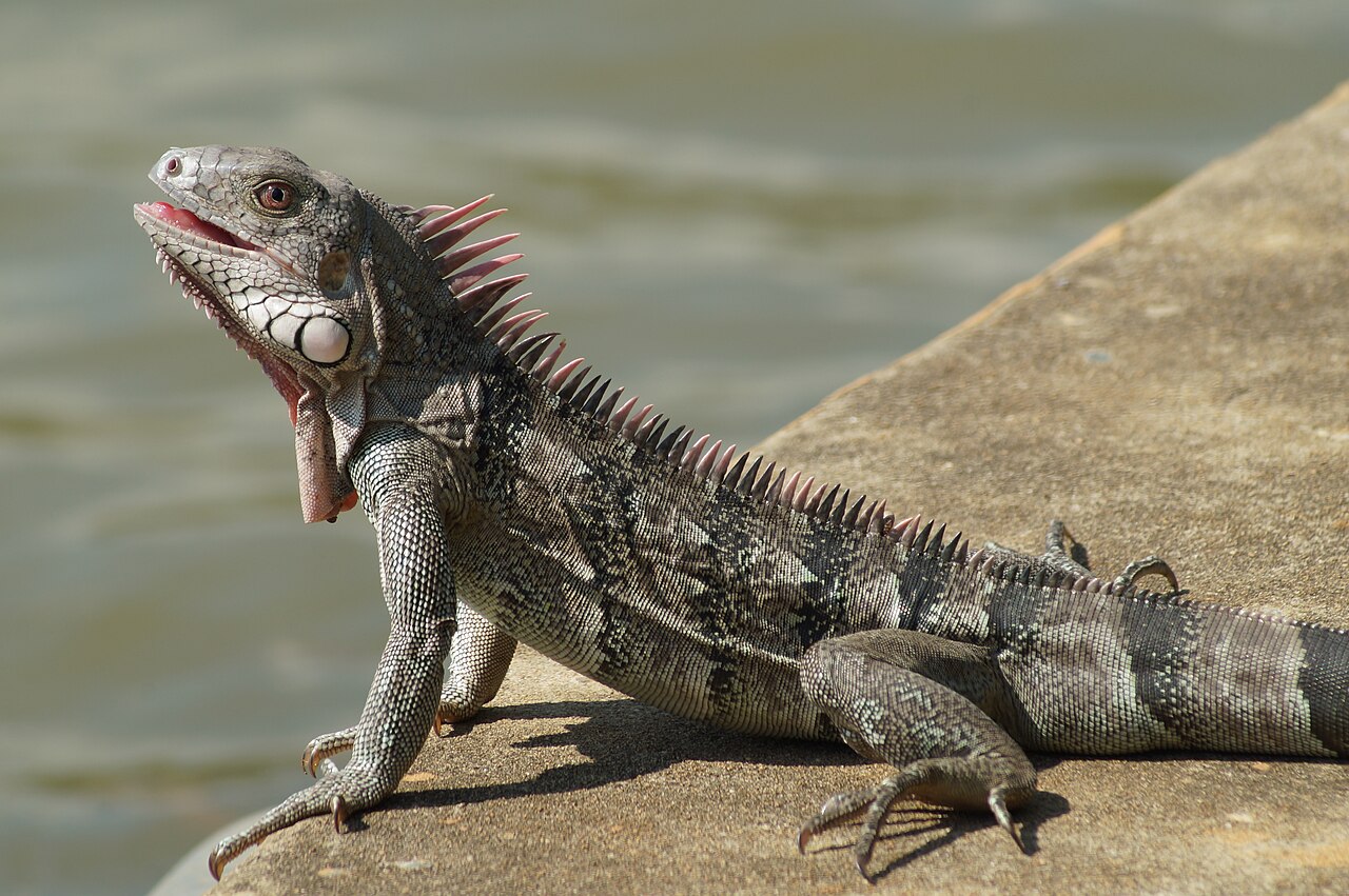 Iguane vert (Iguana iguana) en photographie