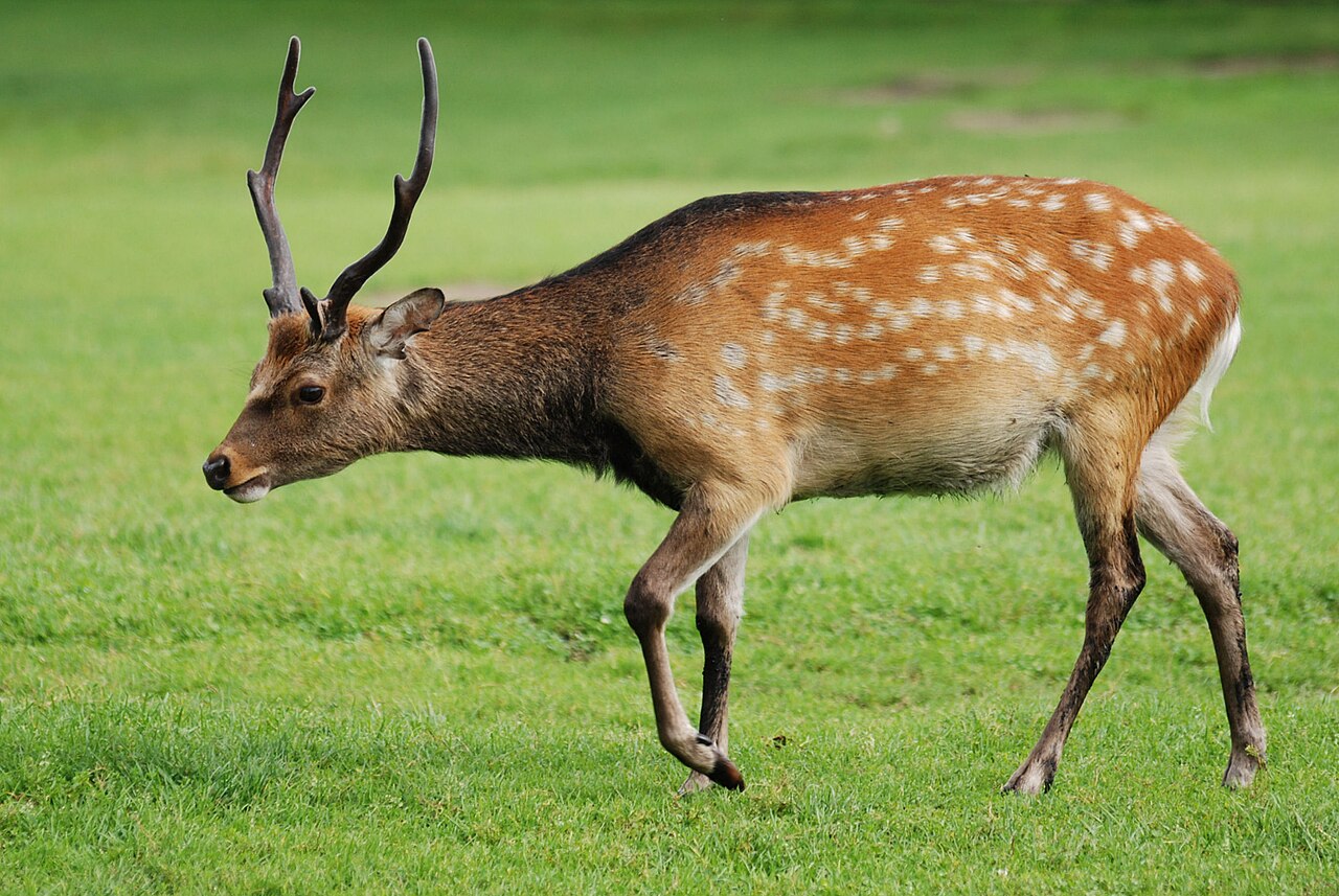 Cerf sika (Cervus nippon) en photographie