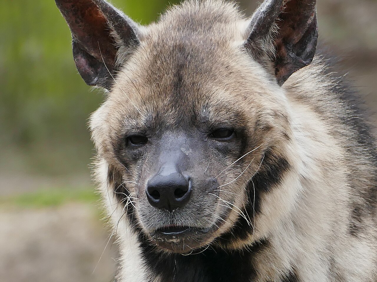Hyène rayée (Hyaena hyaena) en photographie