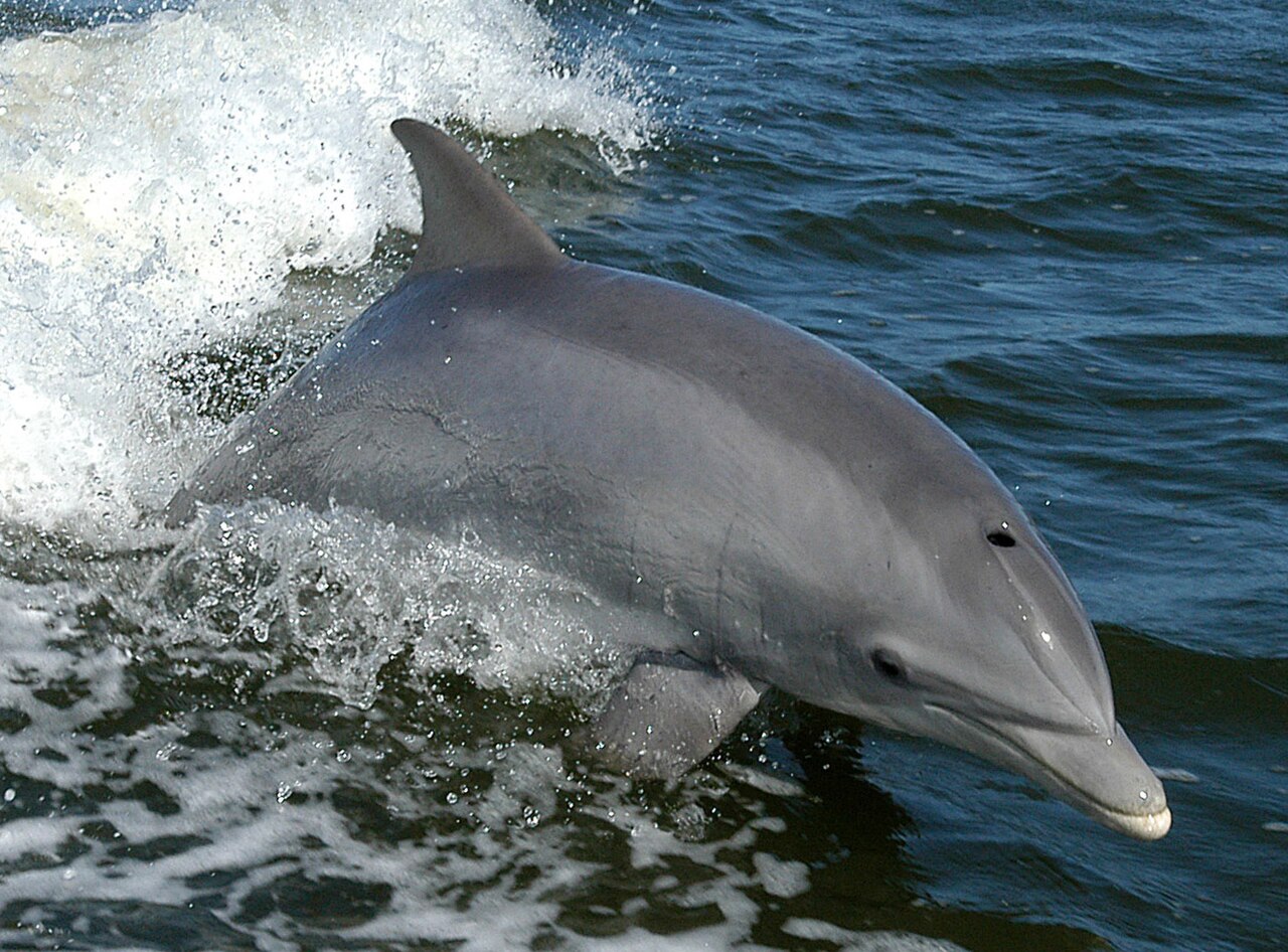 Grand dauphin (Tursiops truncatus) en photographie